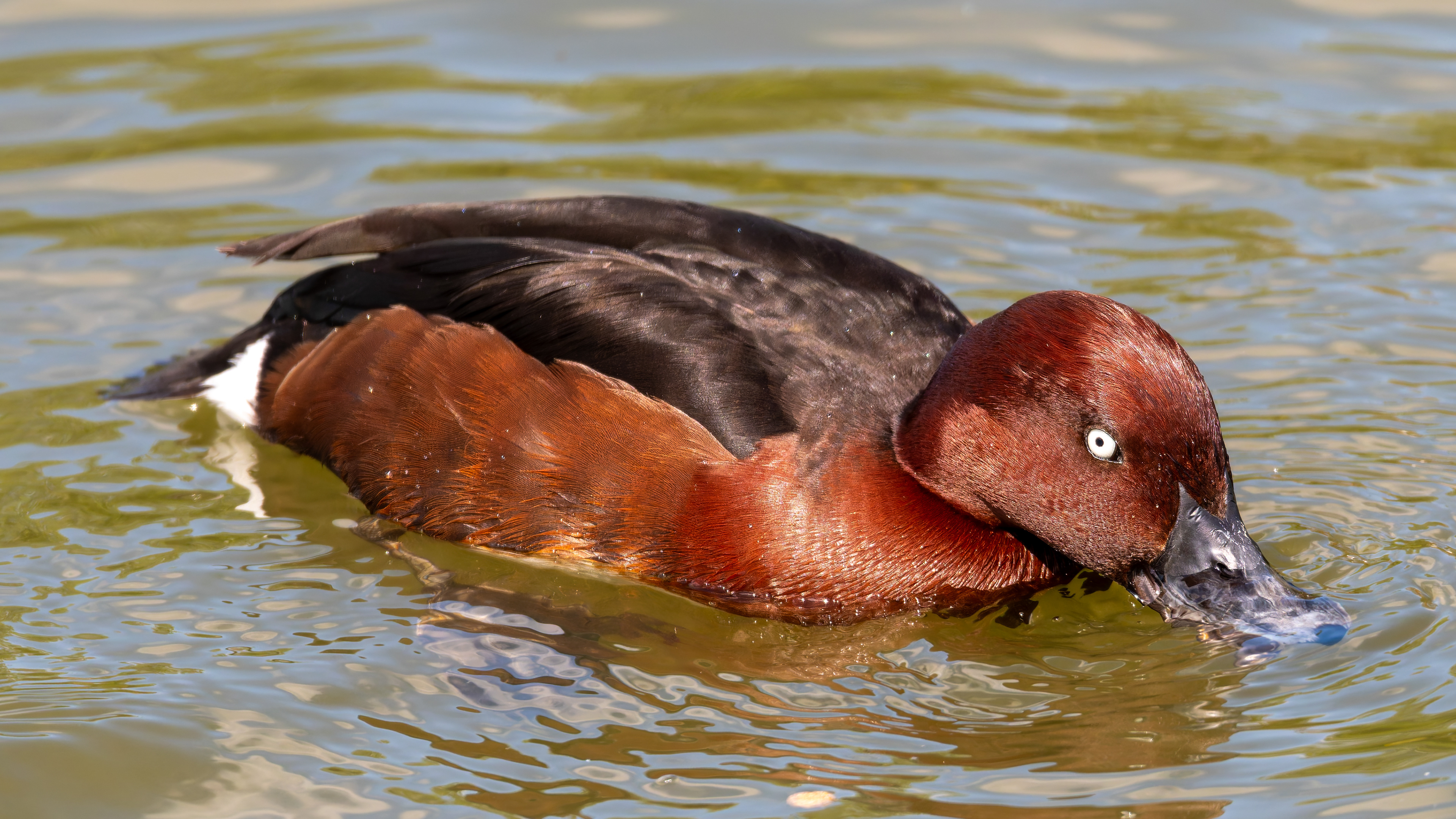 Ferruginous Duck (Male)