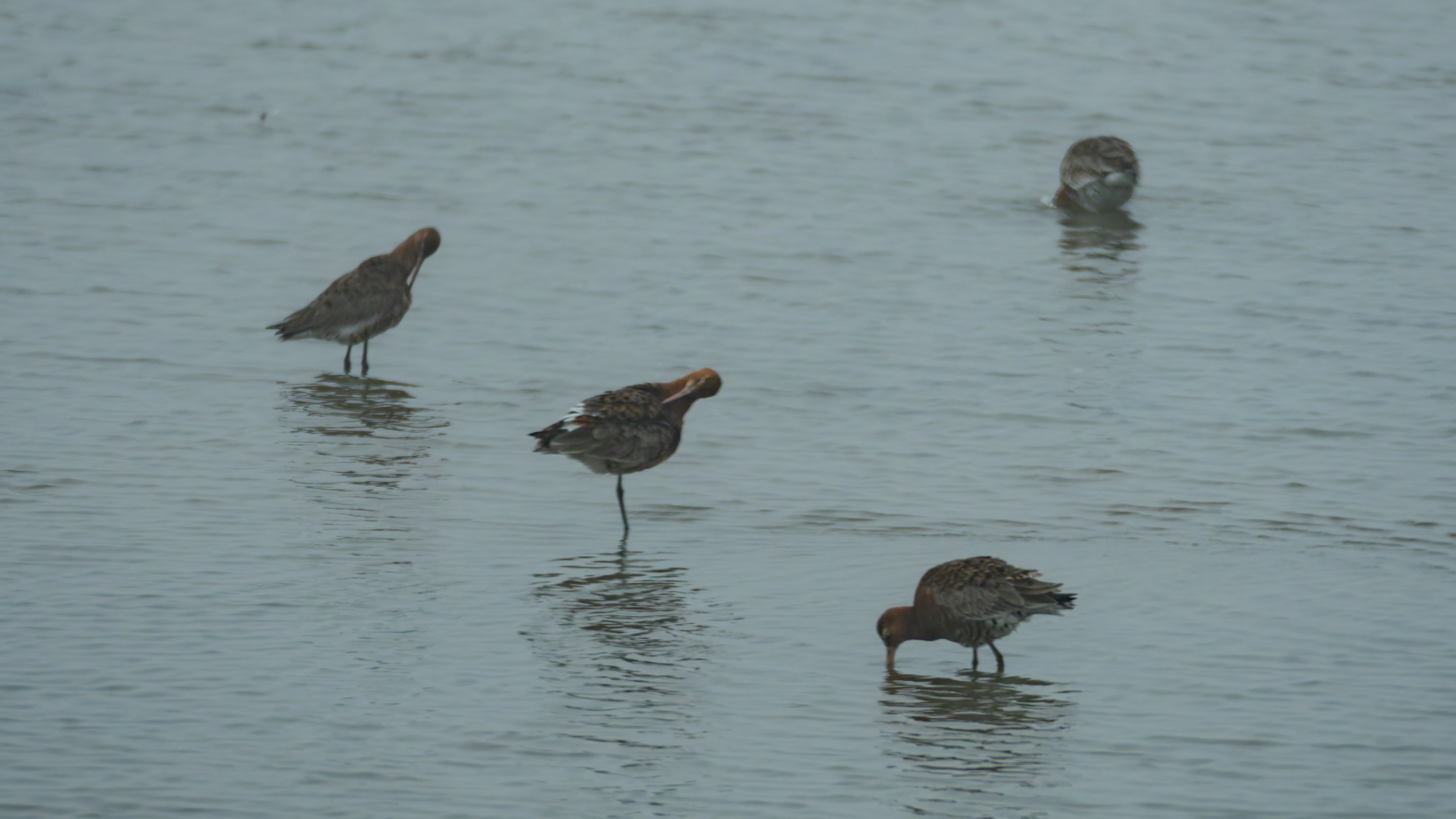 Black-Tailed Godwit