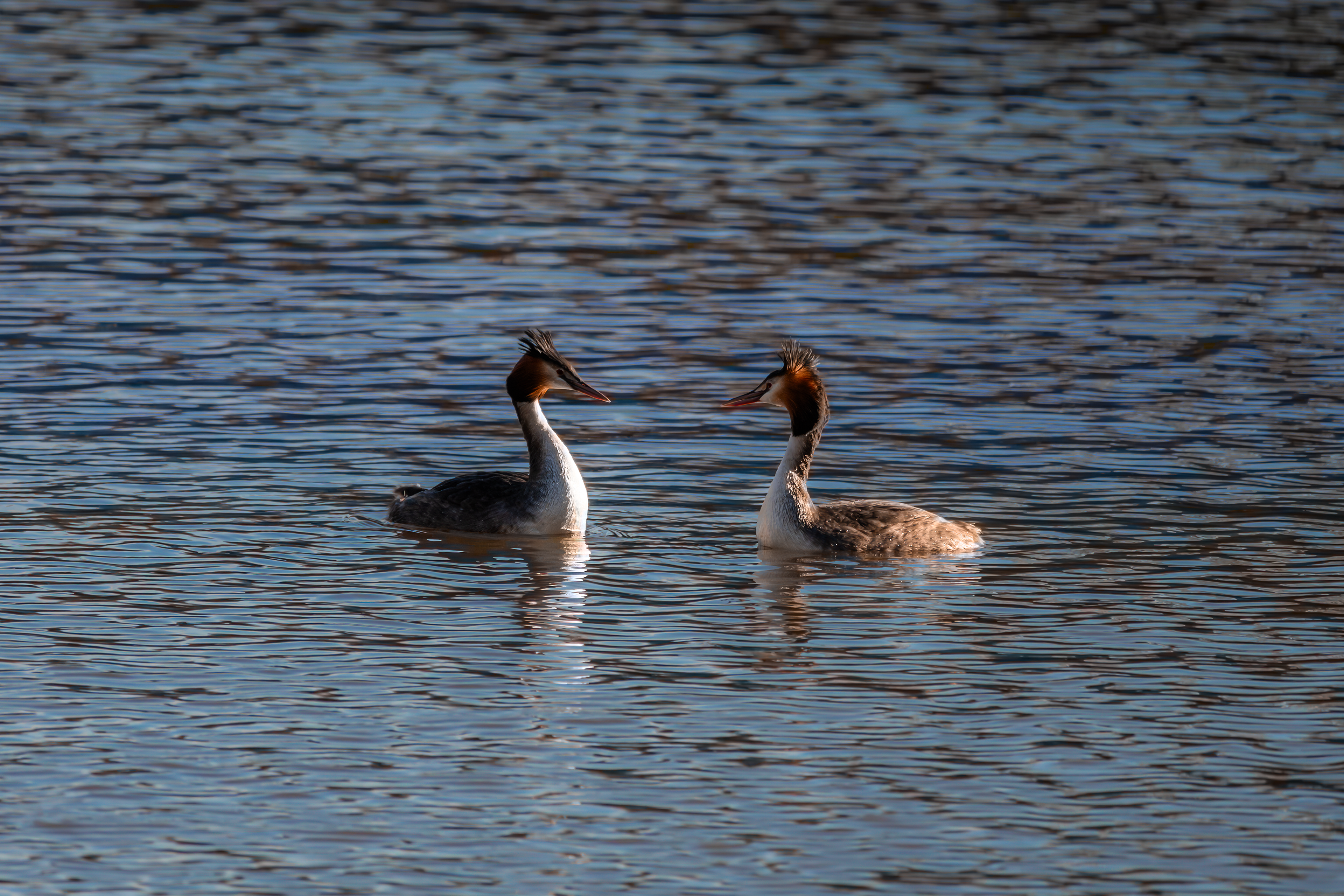Great Crested Grebes