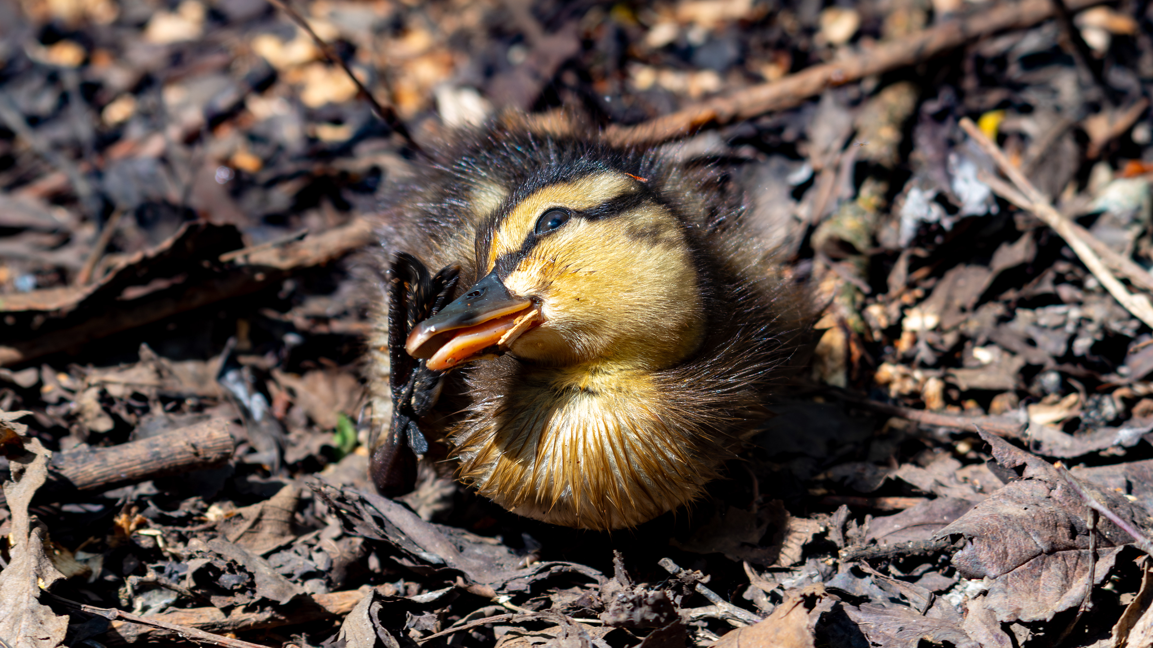 Mallard Duckling