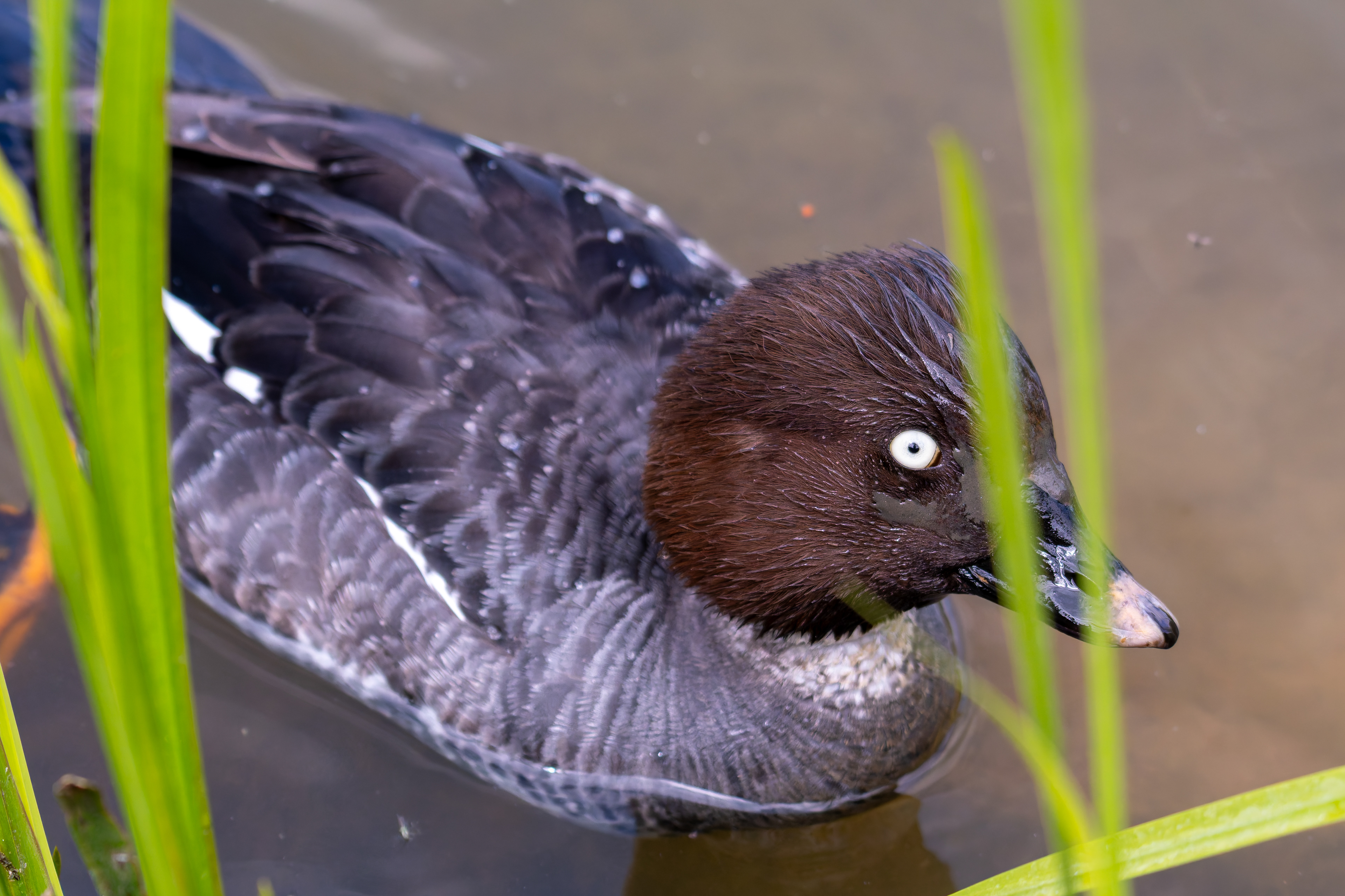 Common Goldeneye (Female)