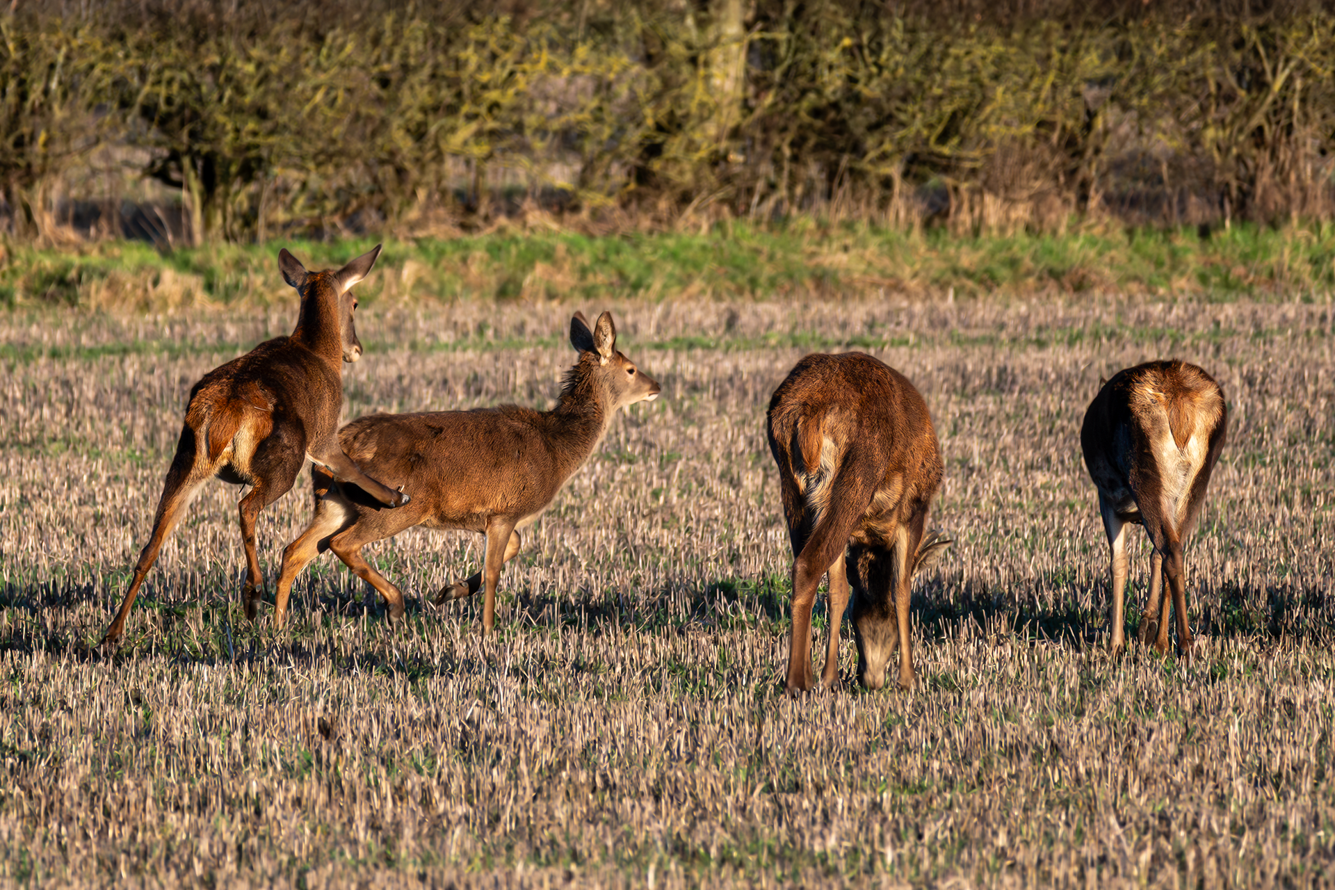 Red Deer