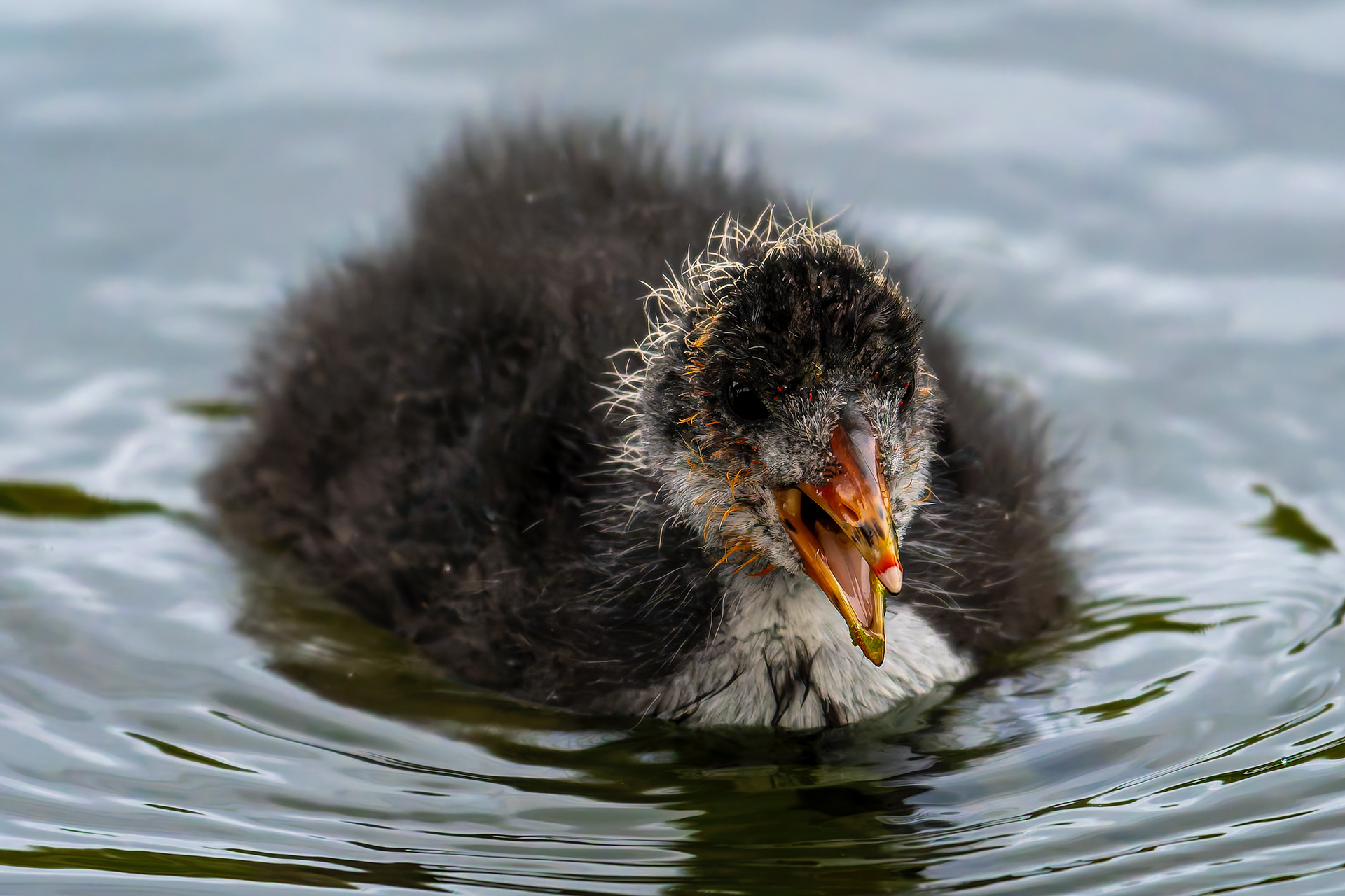 Moorhen