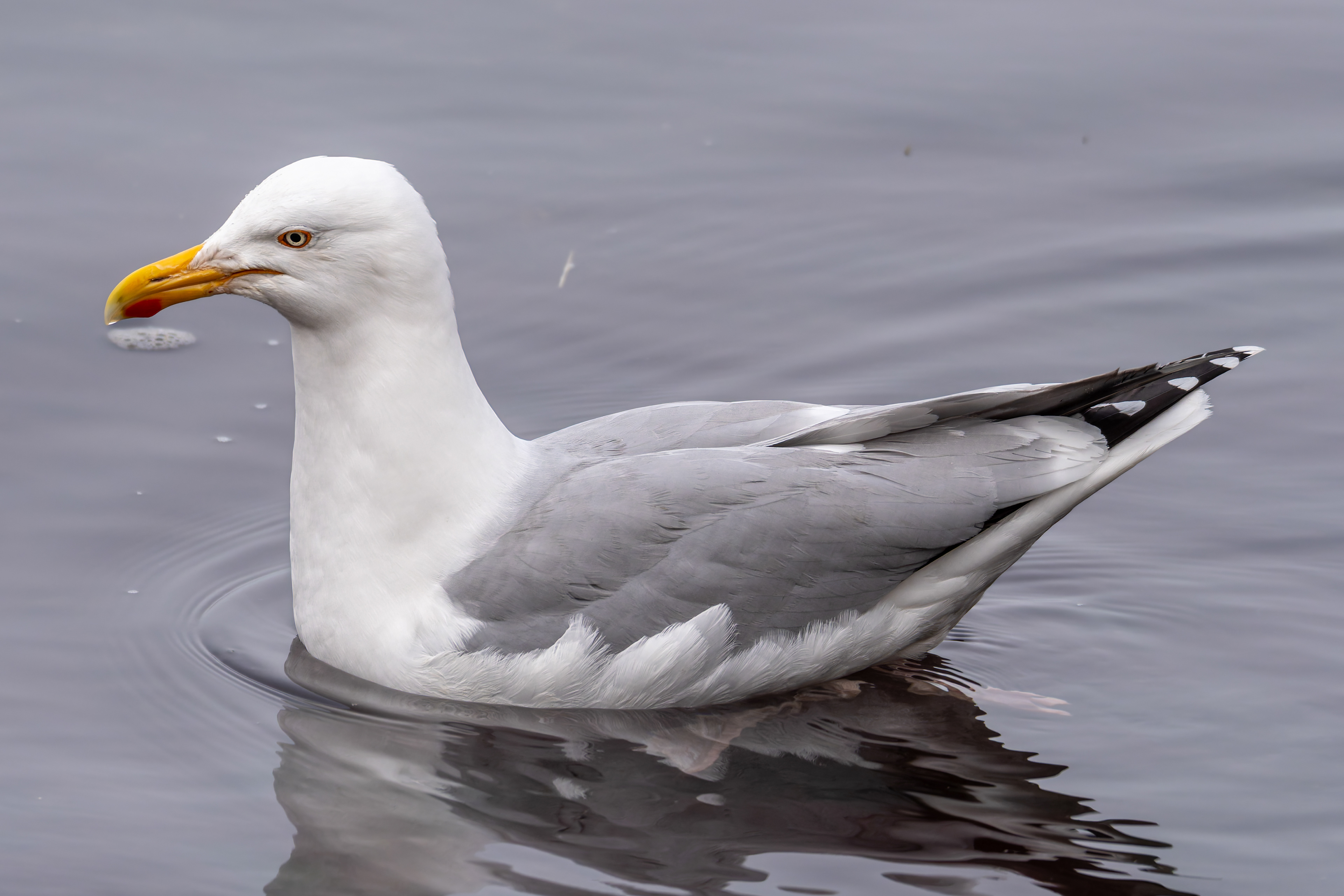 Gull