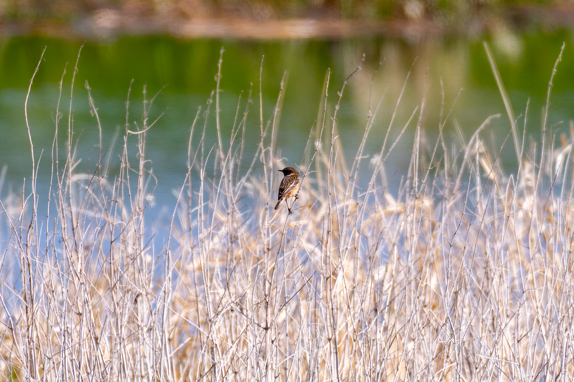 Stonechat