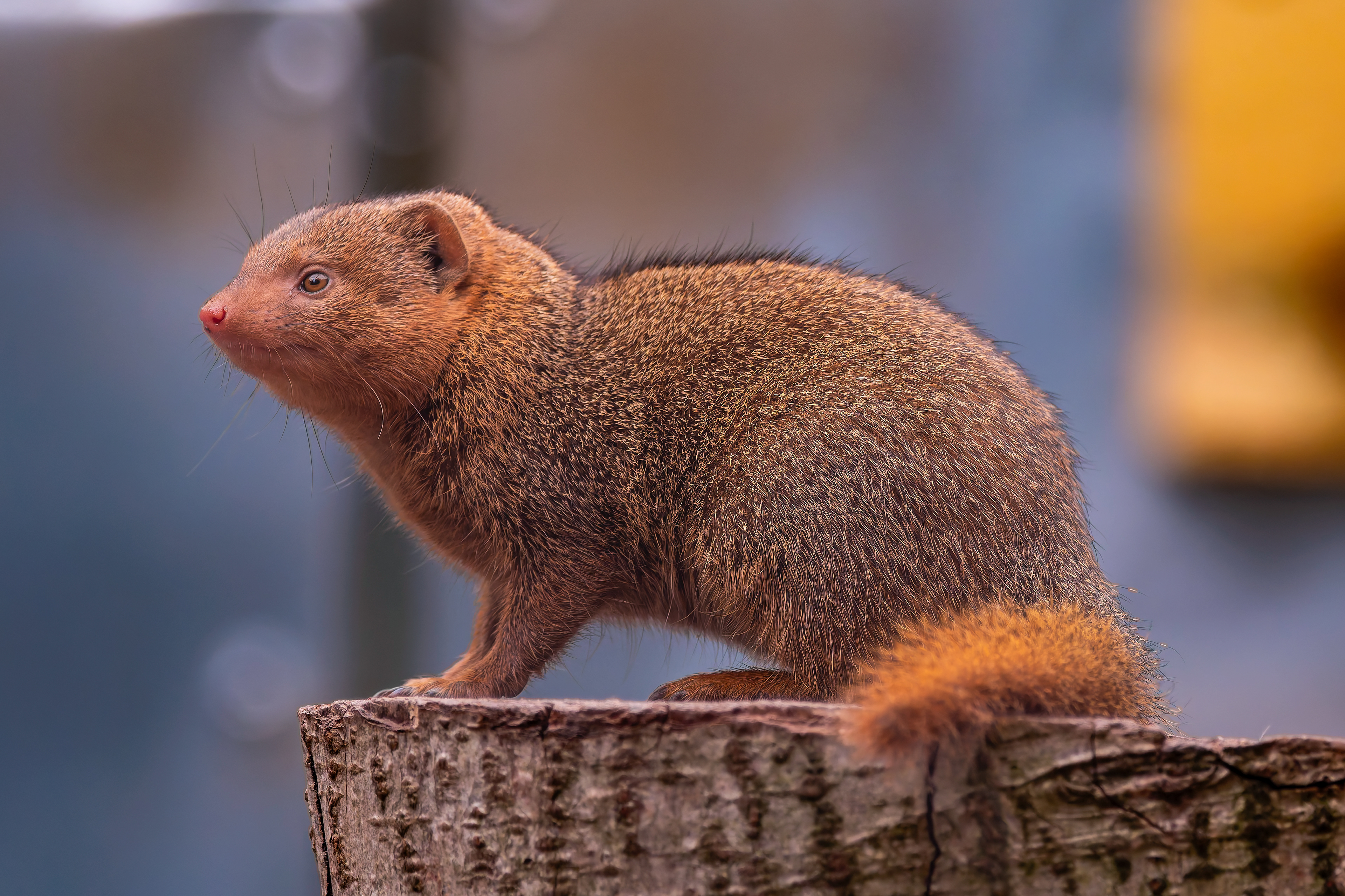 Mongoose
