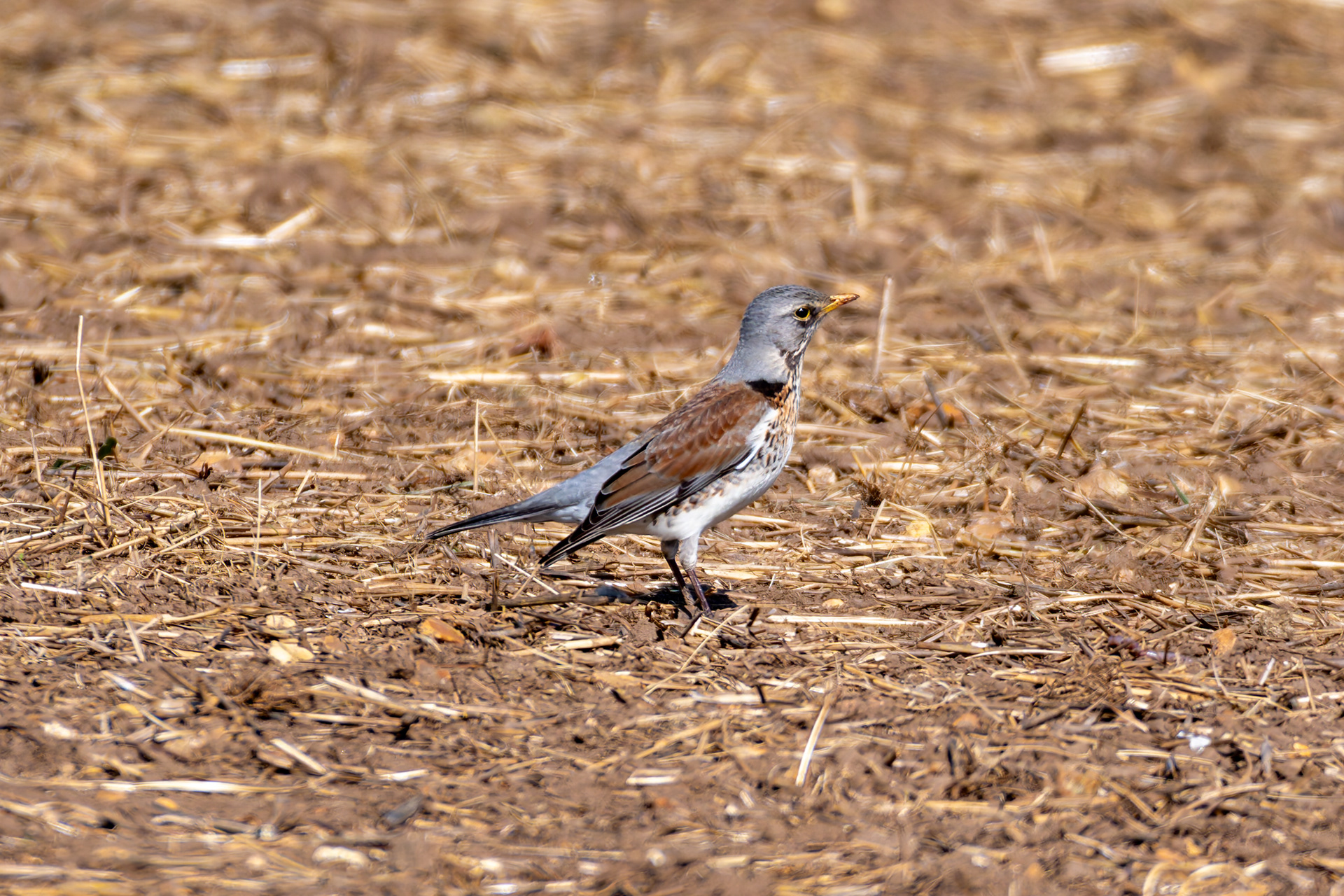 Fieldfare