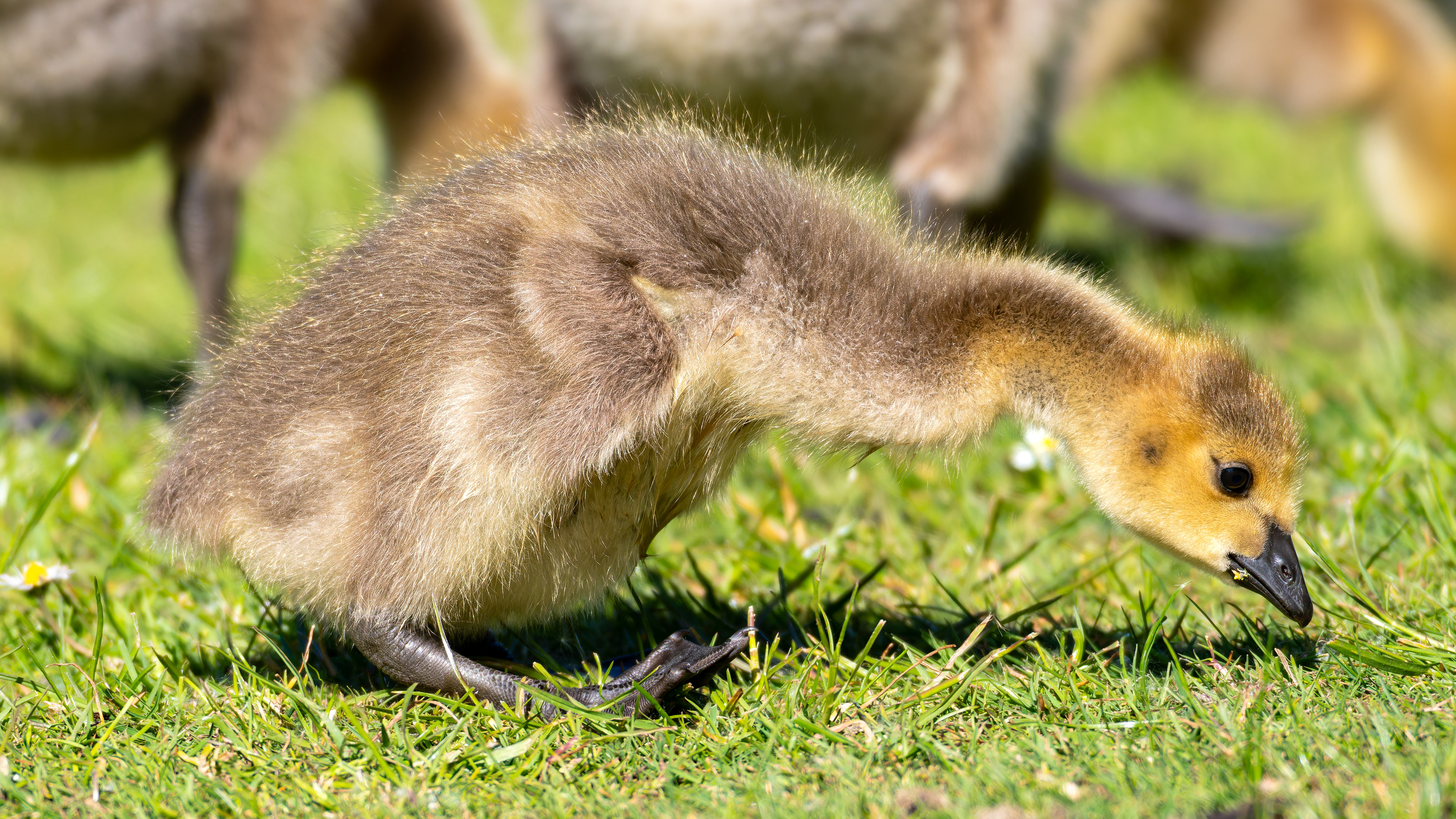 Canada Goose (Gosling)