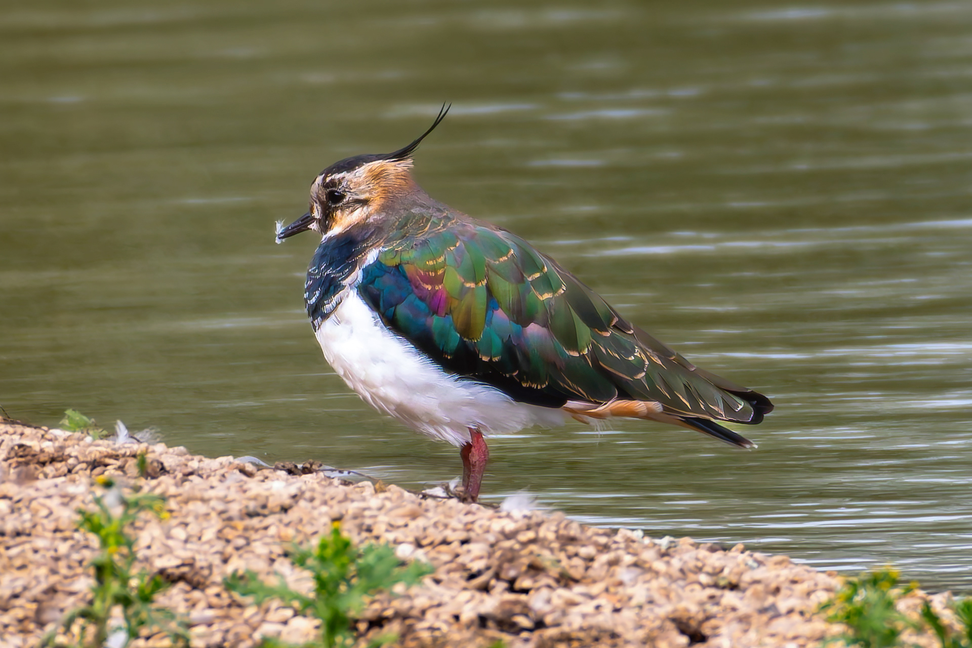 Northern Lapwing