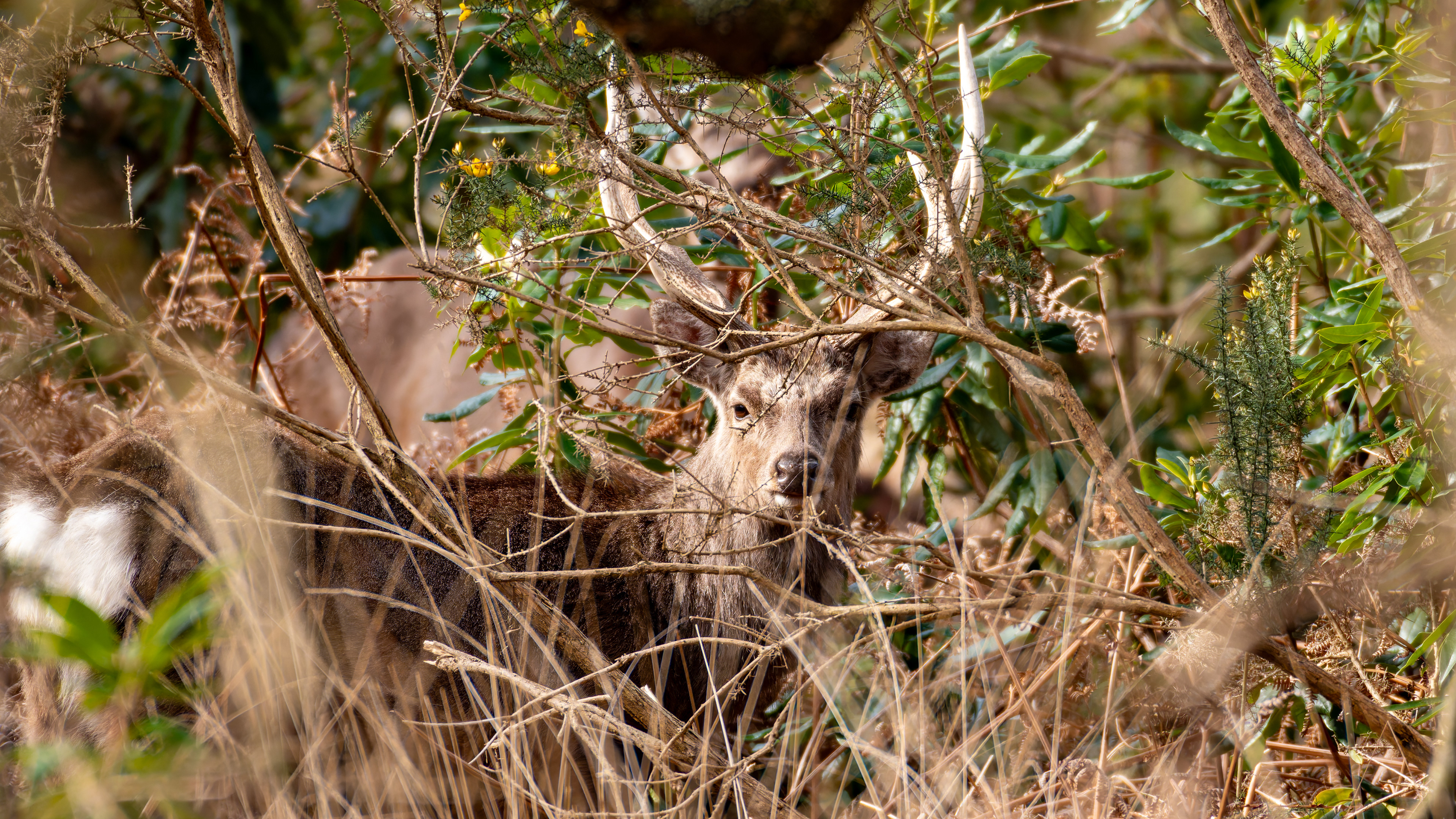 Sika Deer (Stag)