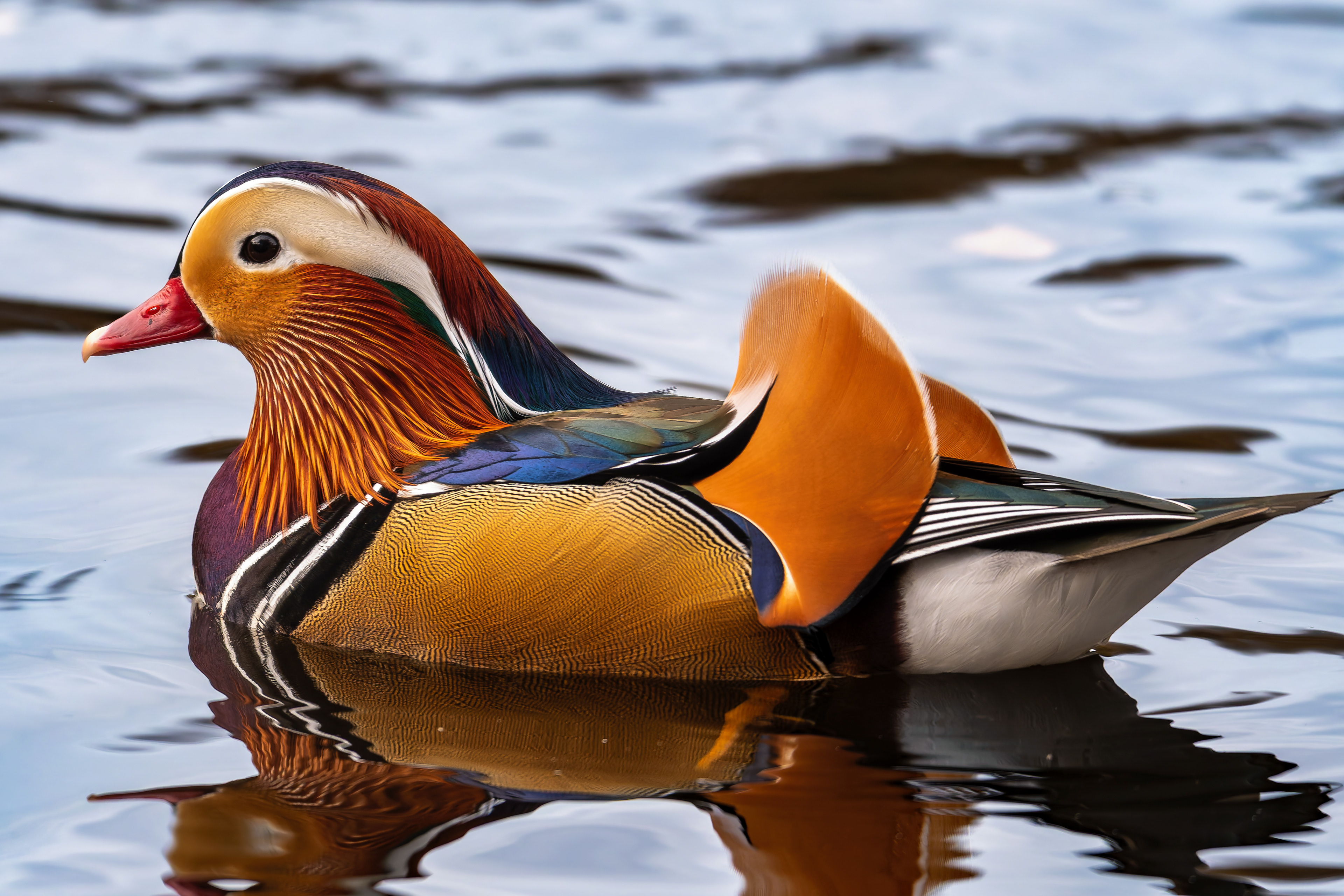 Mandarin Duck