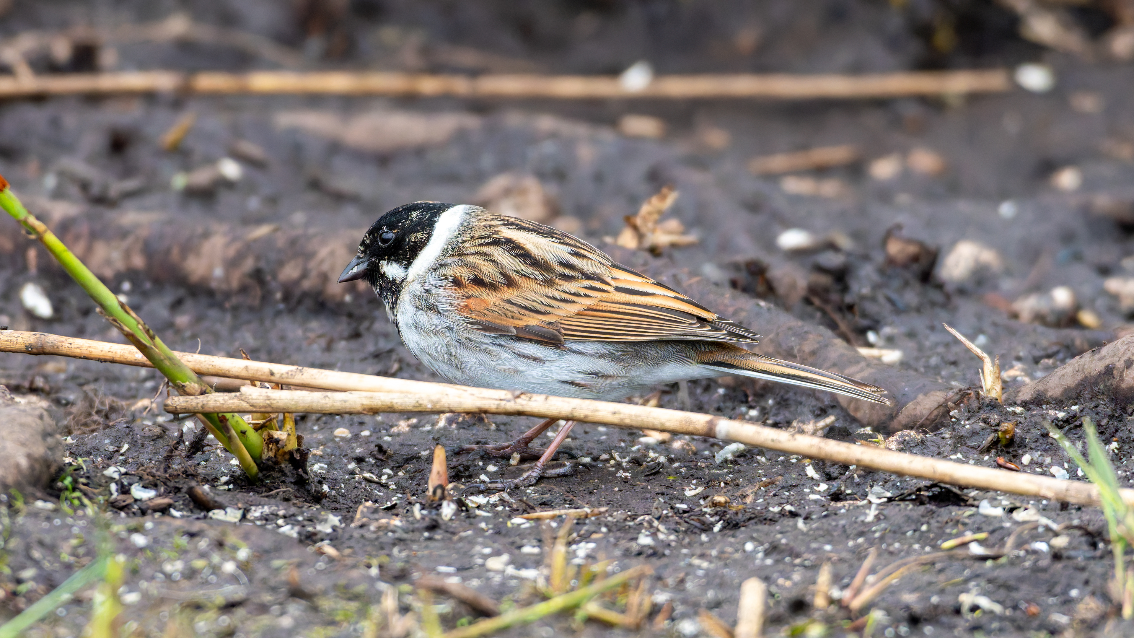 Reed Bunting