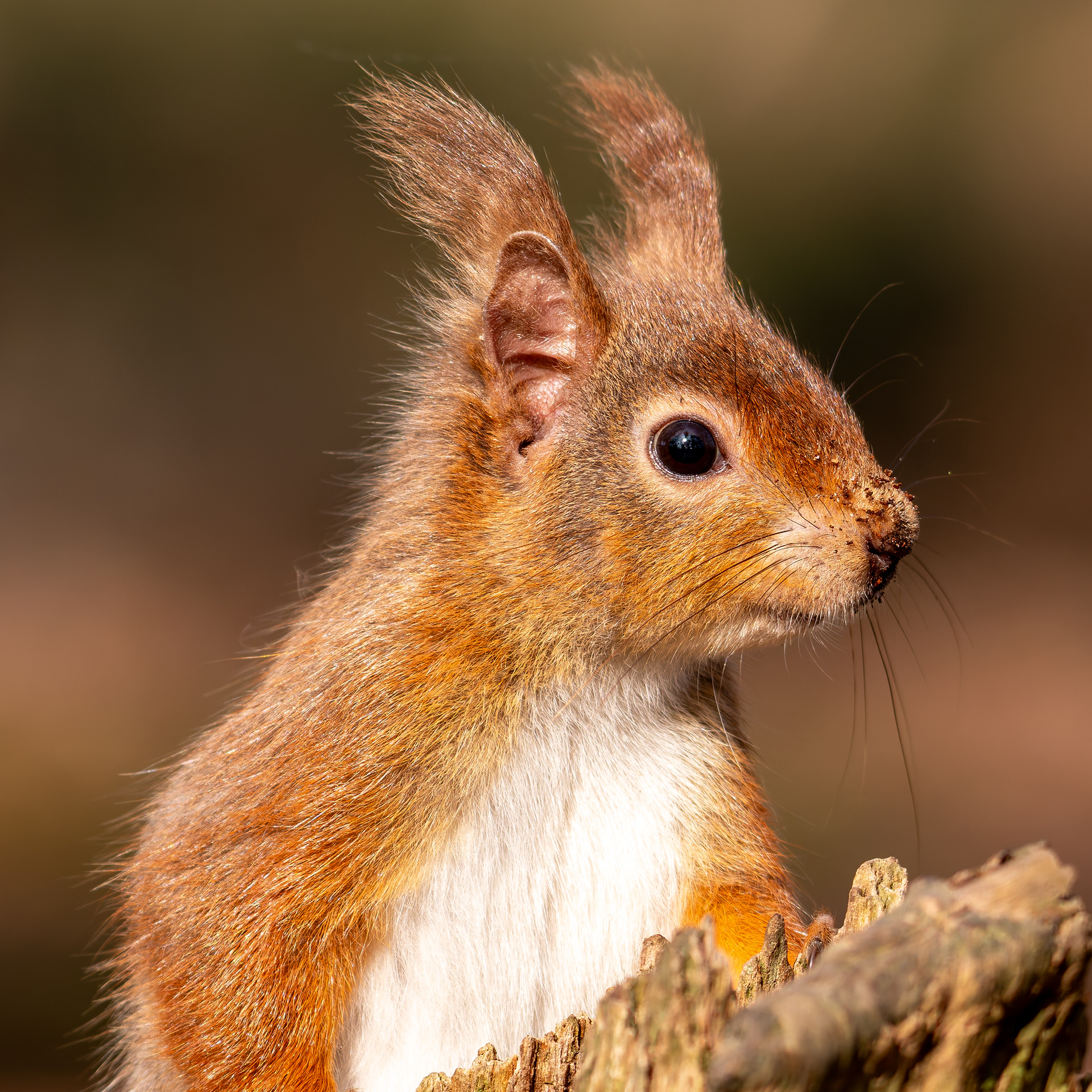 Red Squirrel