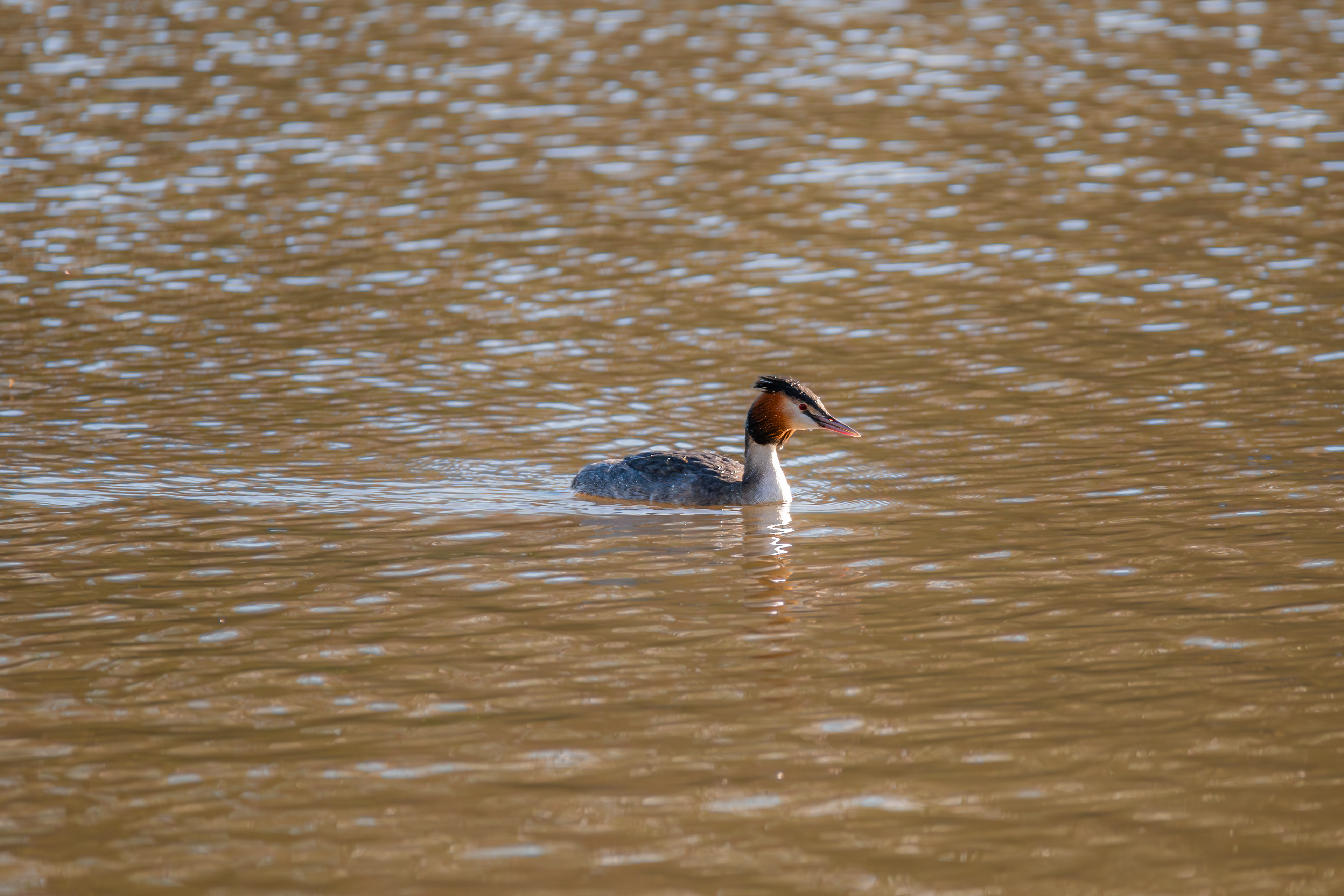 Great Crested Grebe