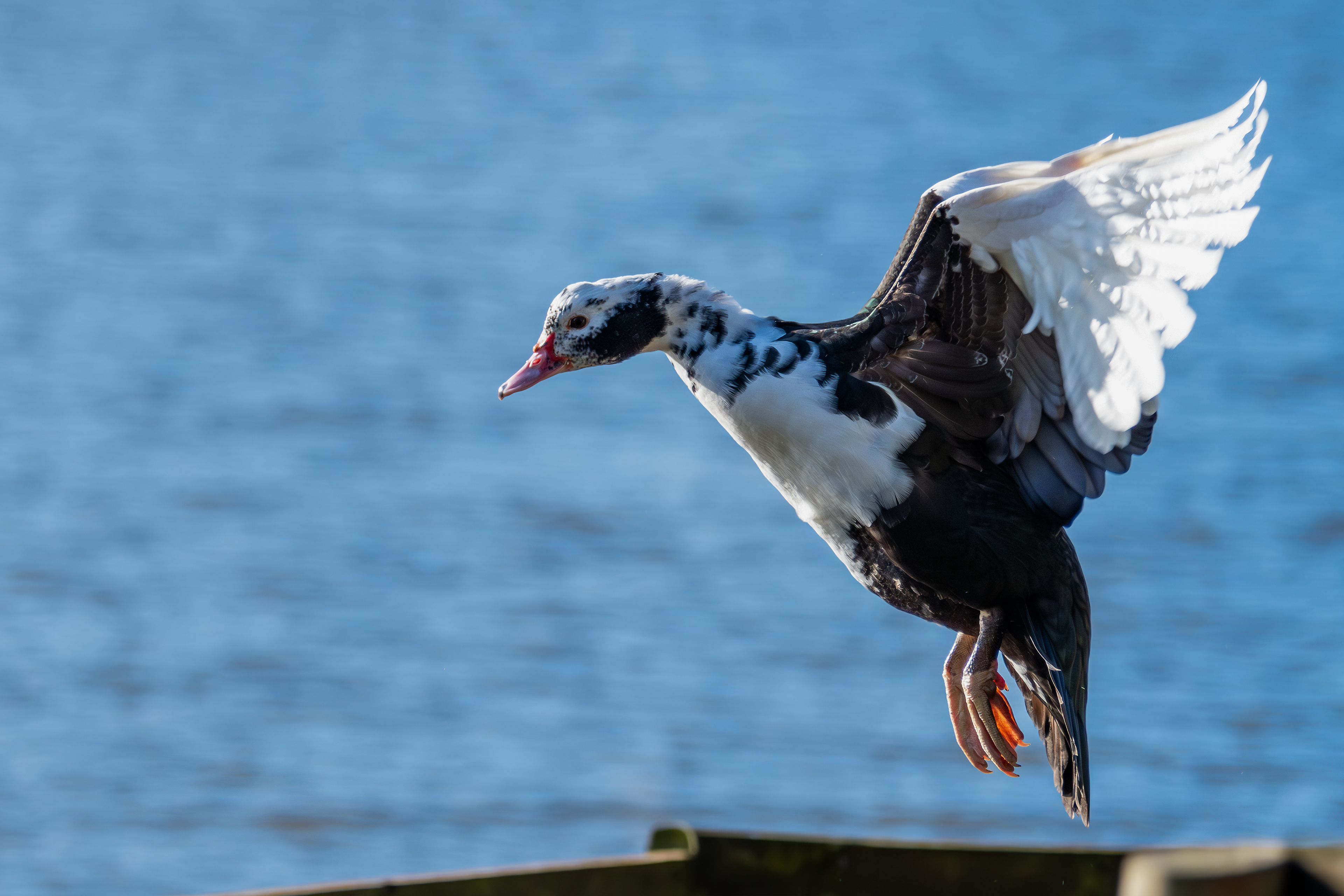 Muscovy Duck