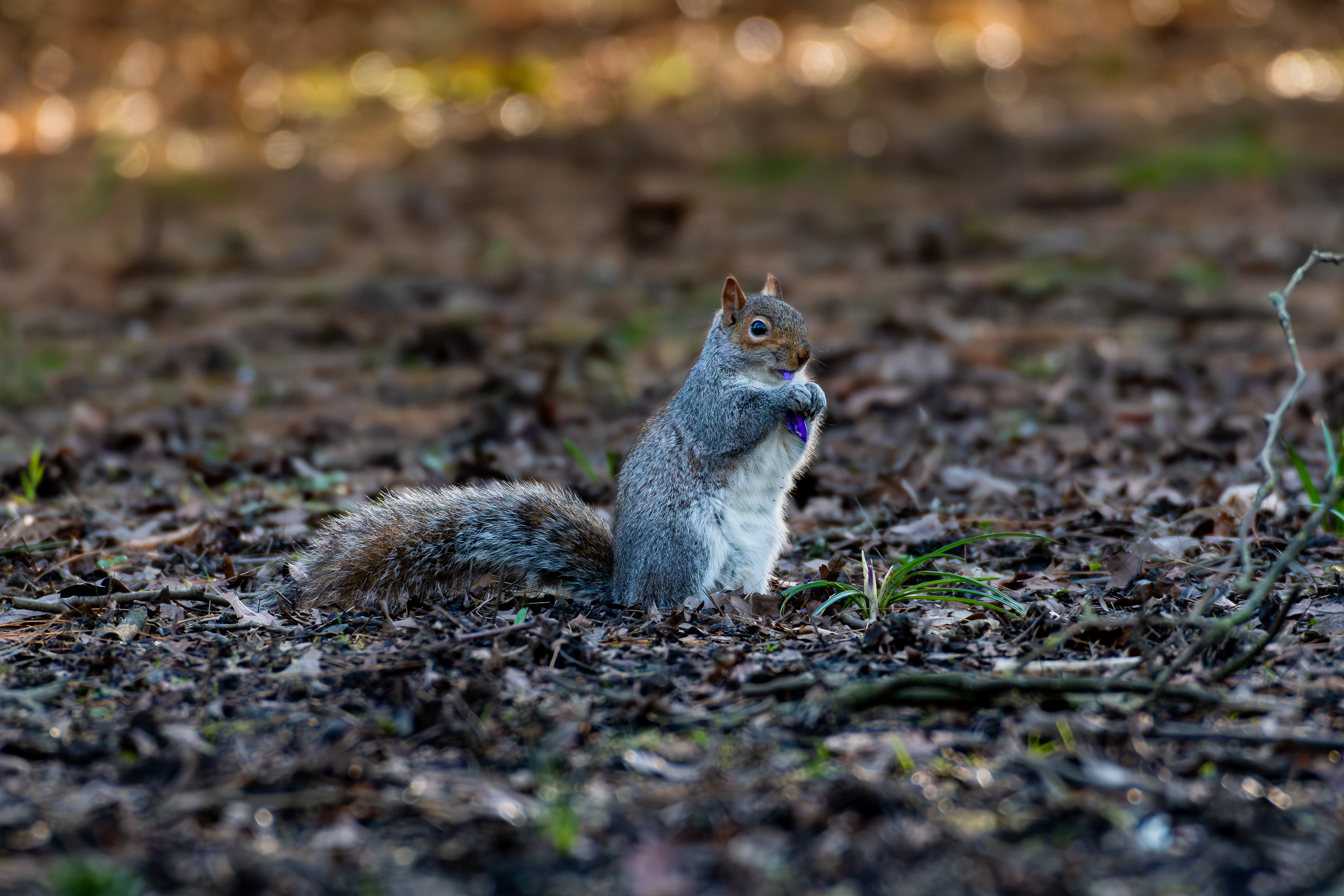 Grey Squirrel
