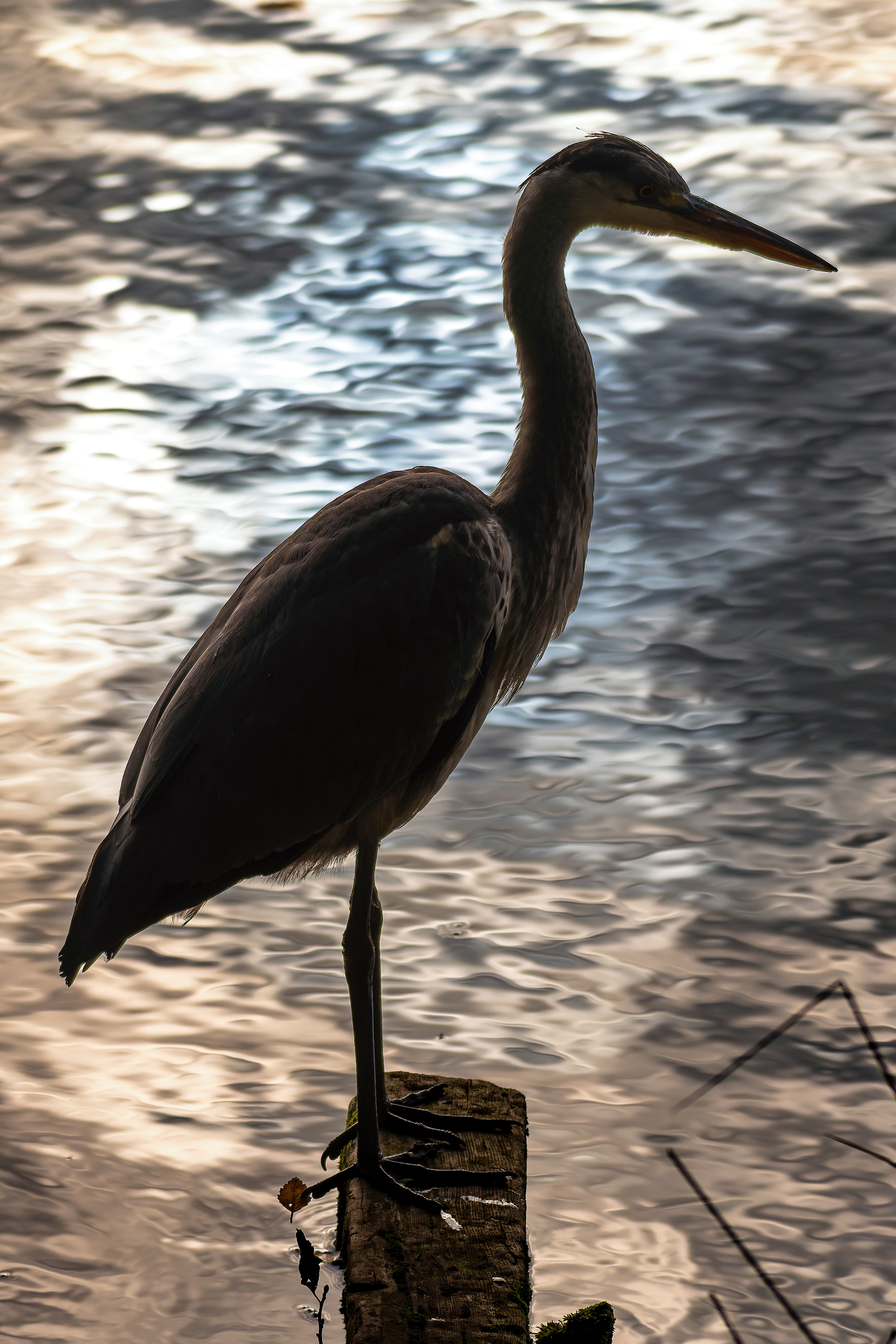 Grey Heron