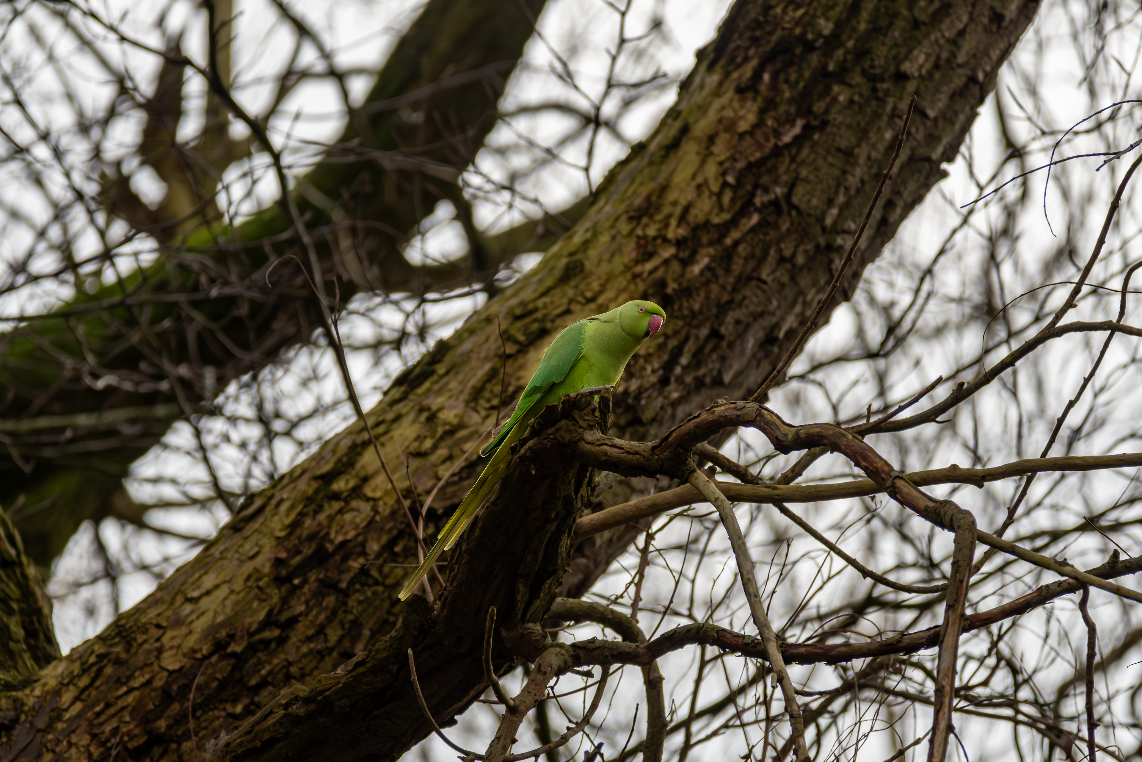 Ring-Necked Parakeet