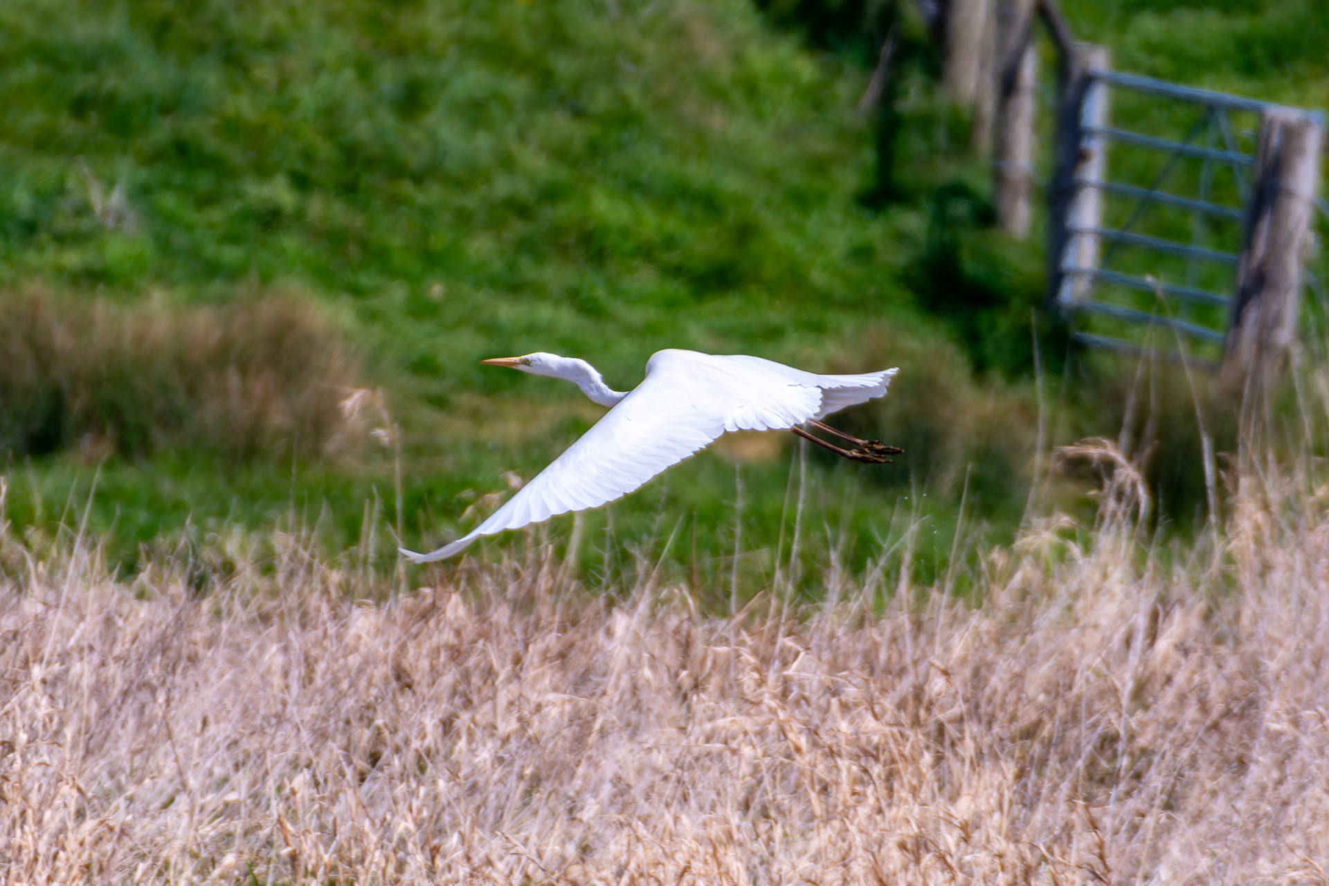 Great Egret