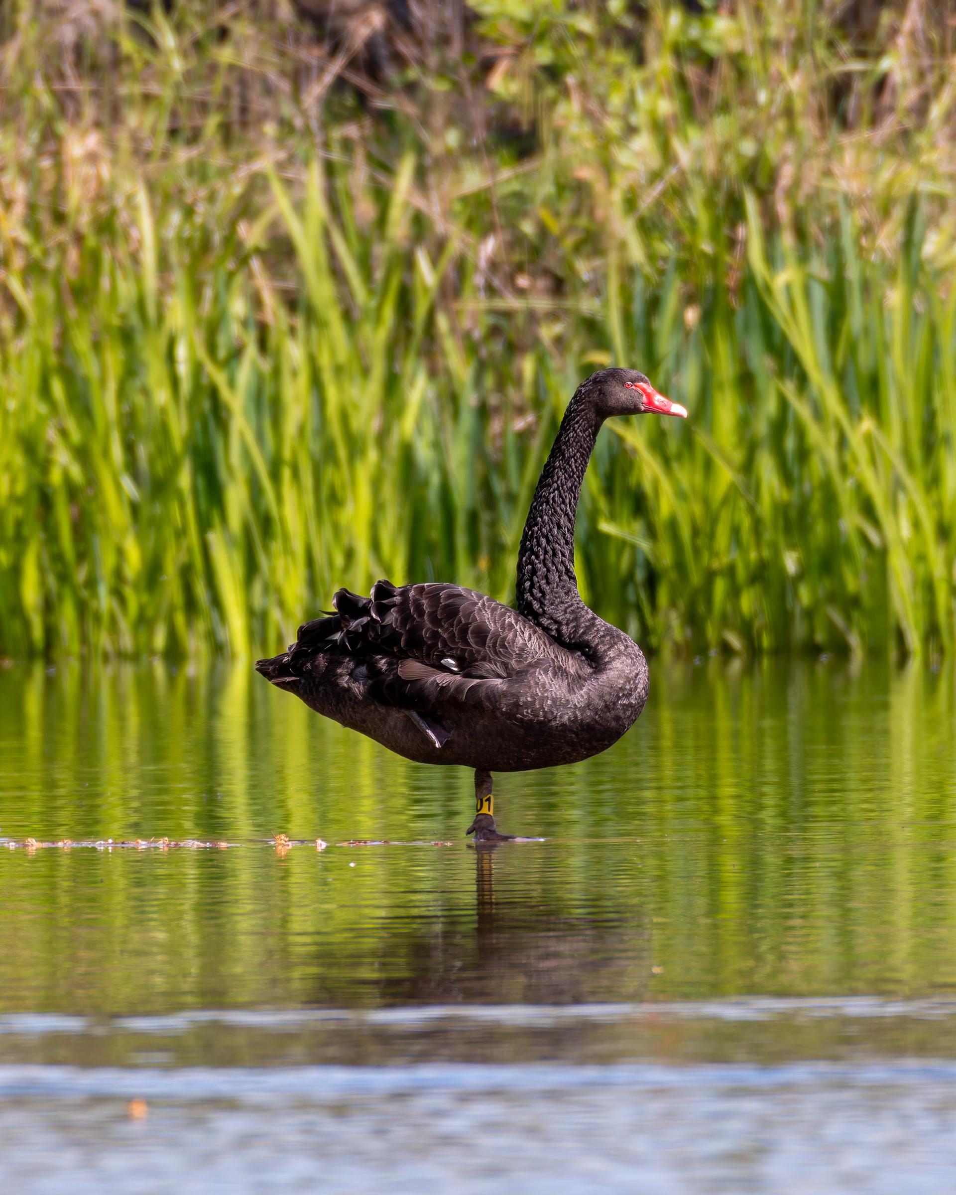 Black Swan