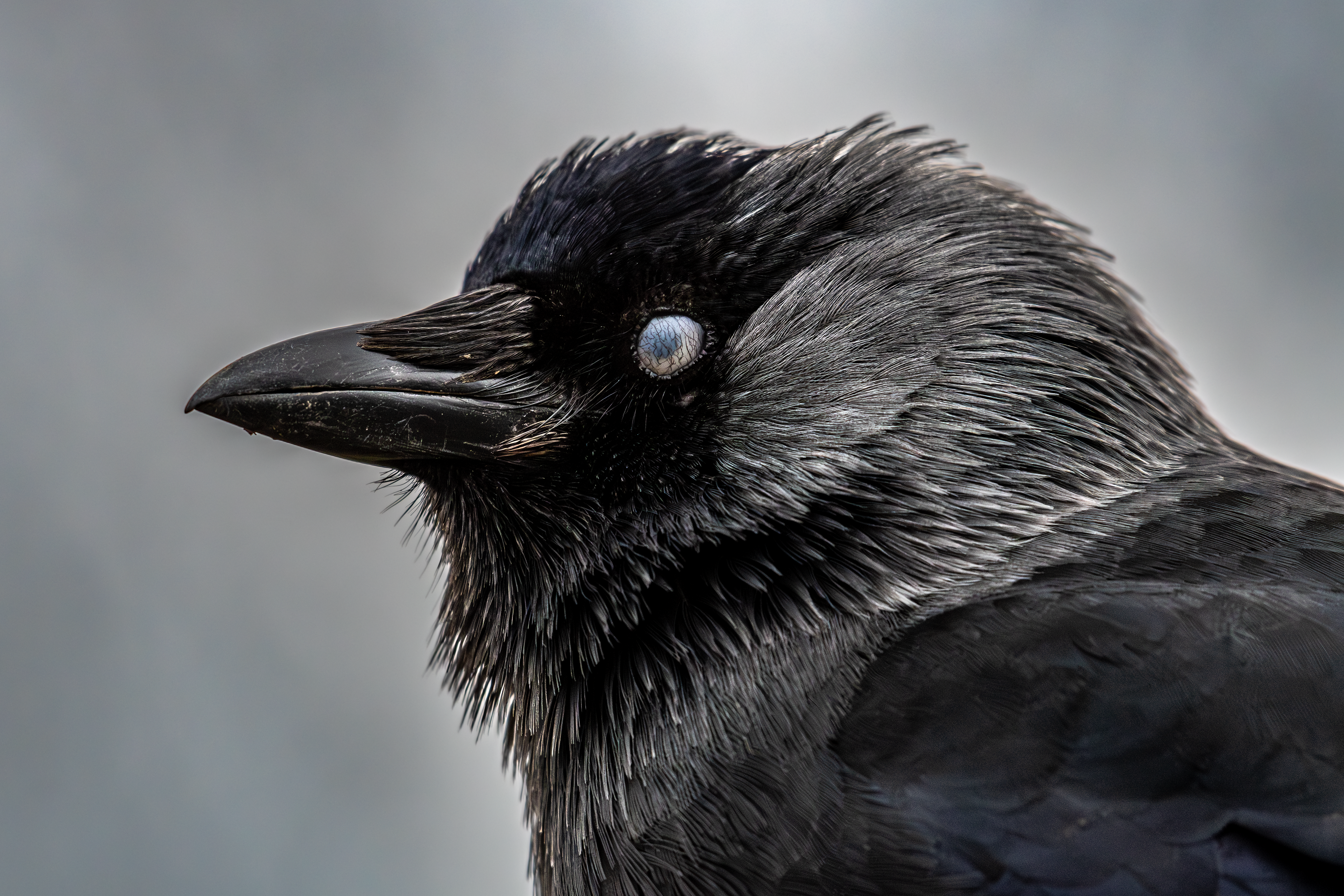 Jackdaw