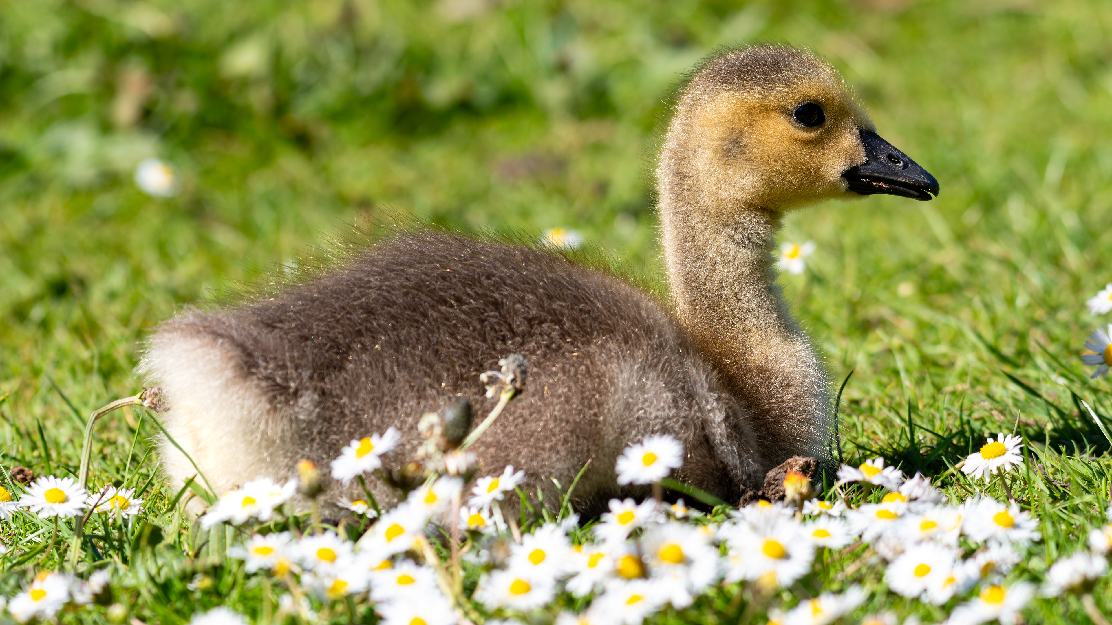 Canada Goose (Gosling)