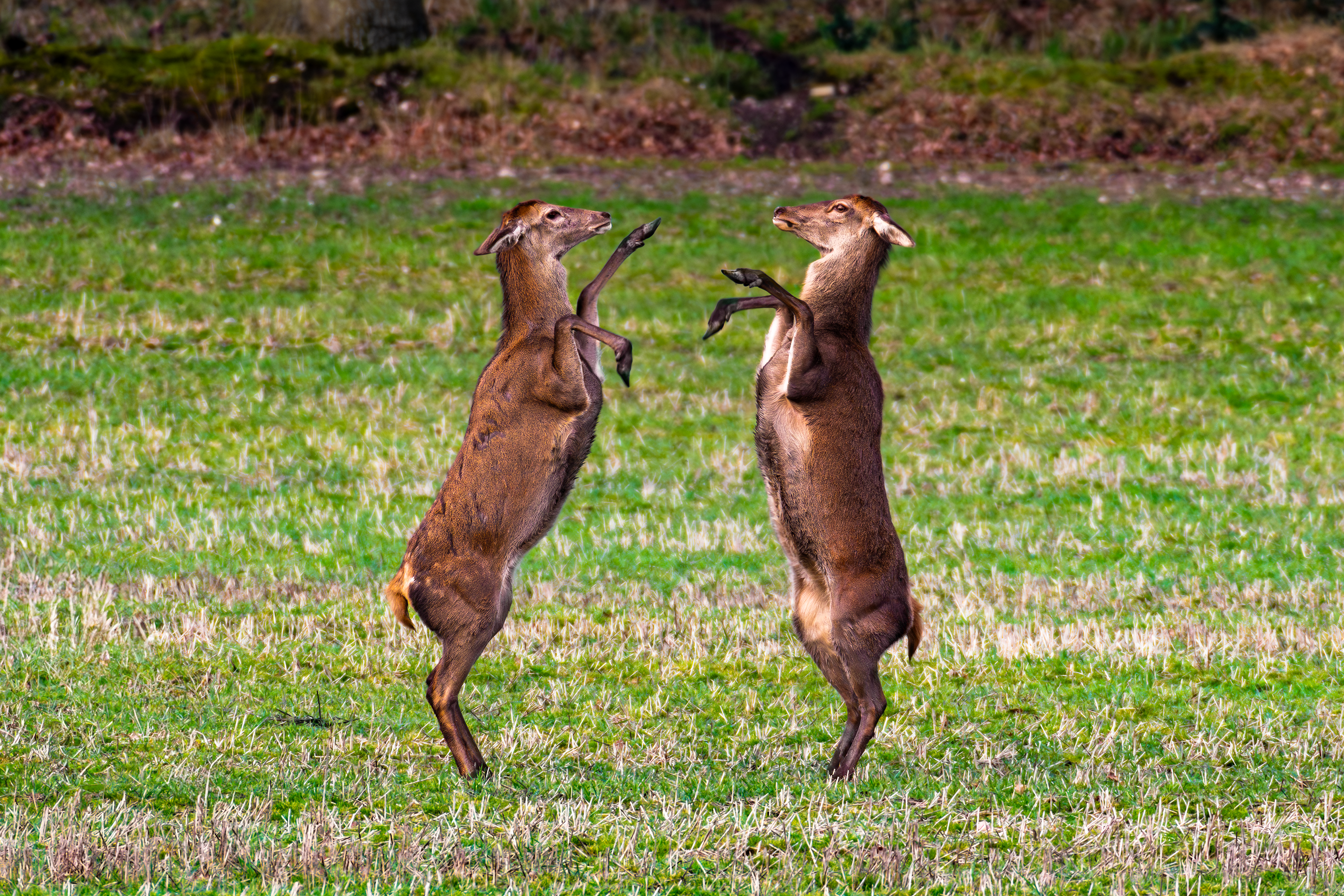 Roe Deer