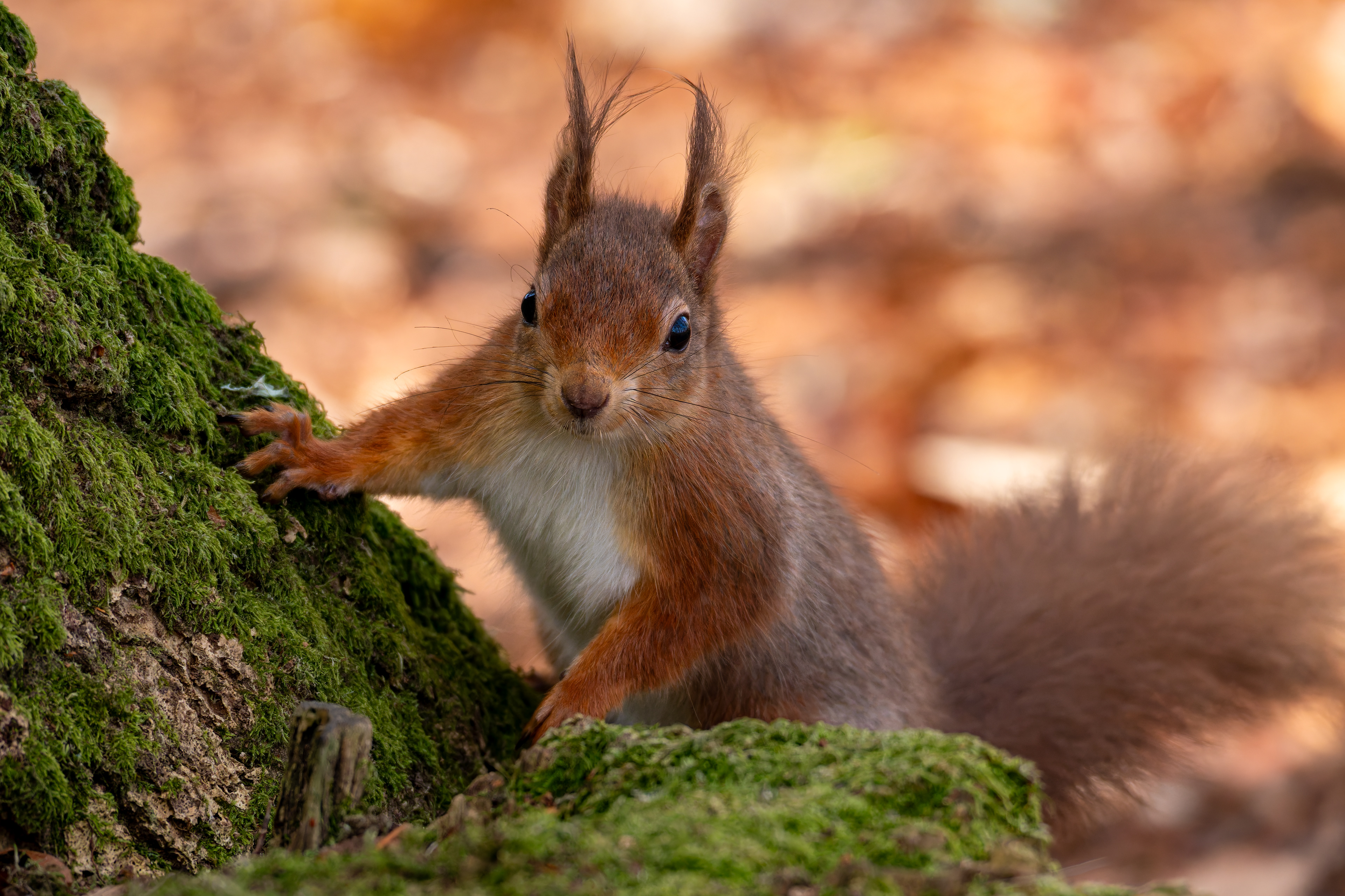 Red Squirrel