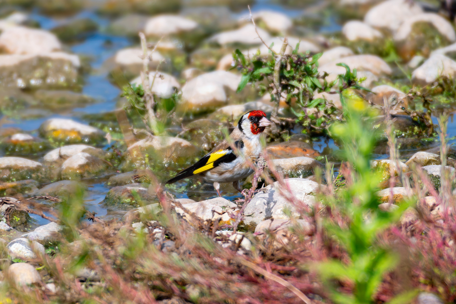 Goldfinch