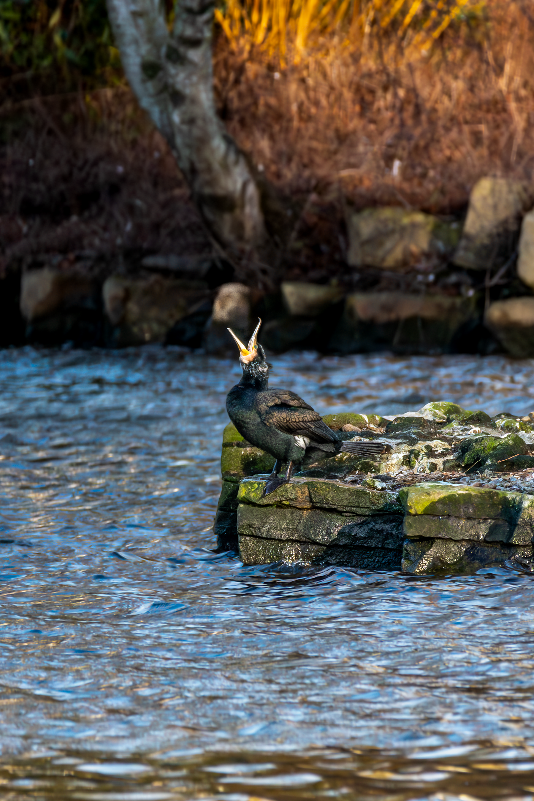 Great Cormorants