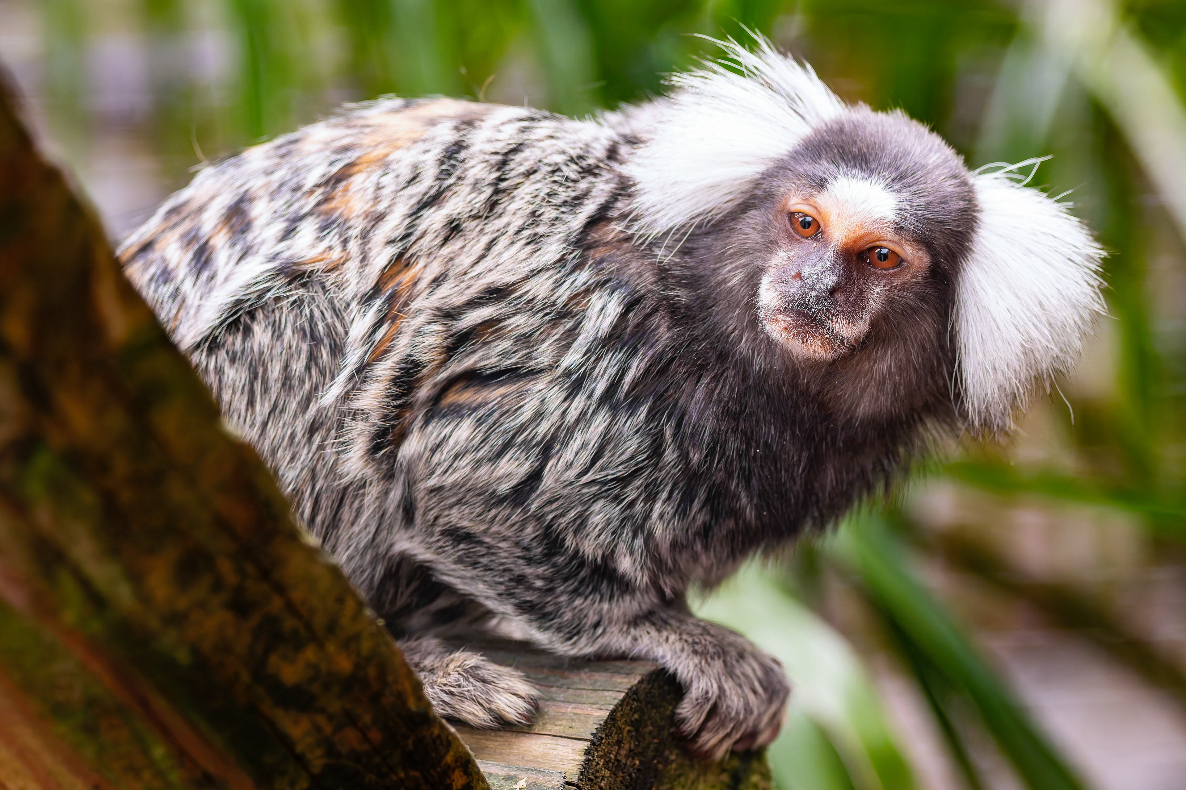 Marmoset