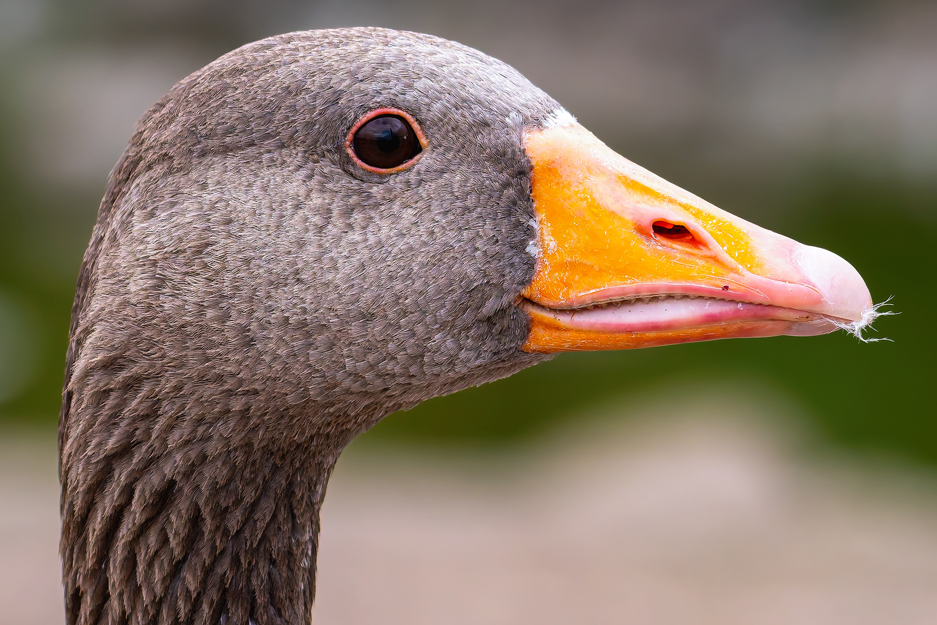 Graylag Goose