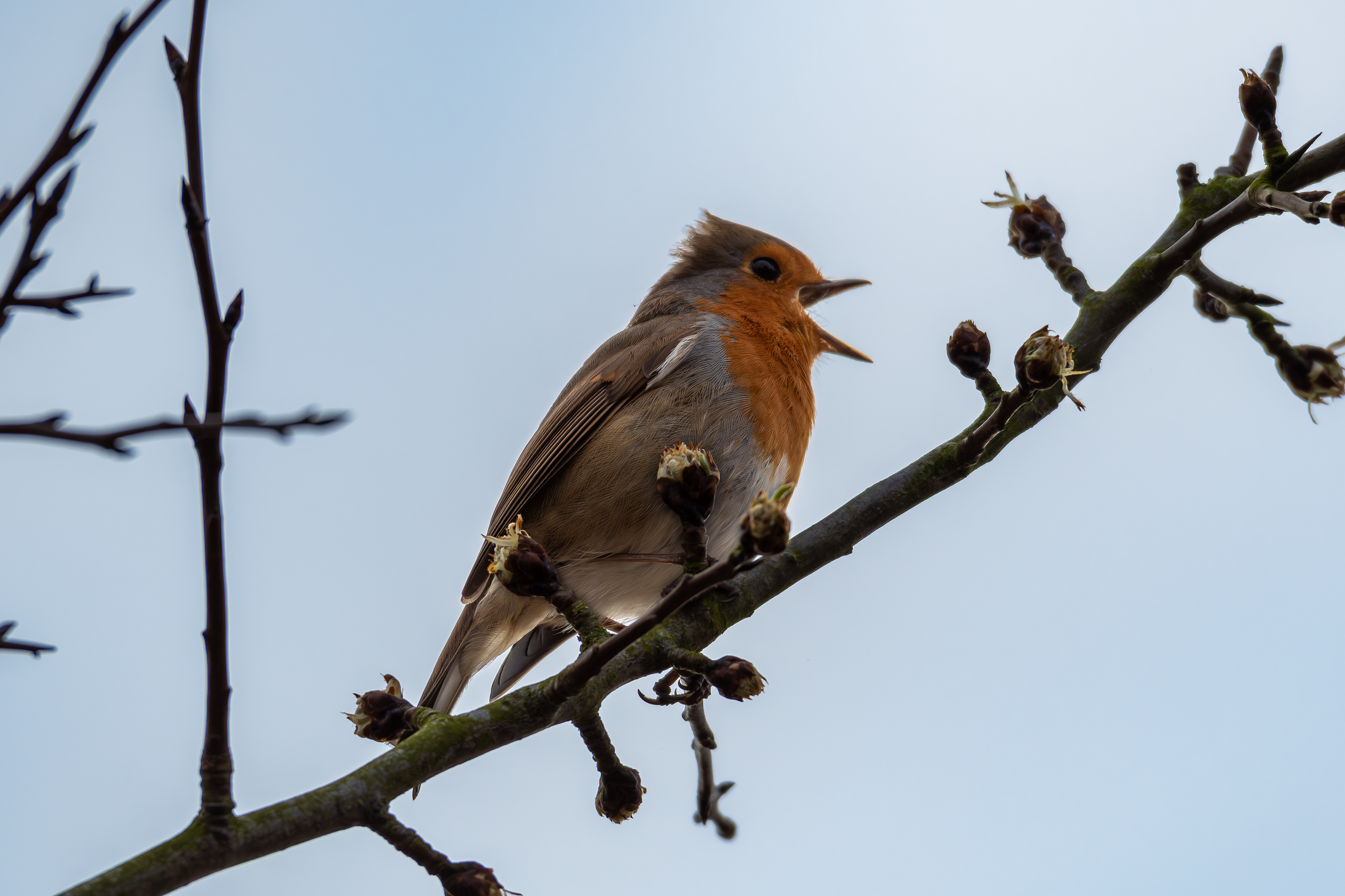 Robin