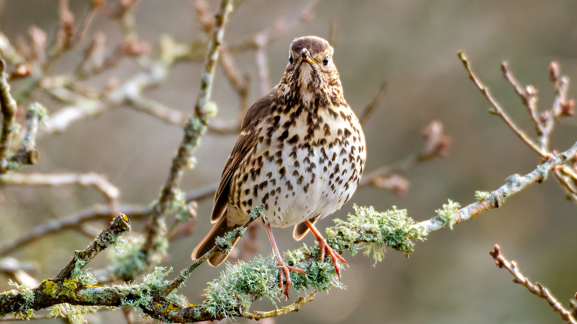 Songthrush