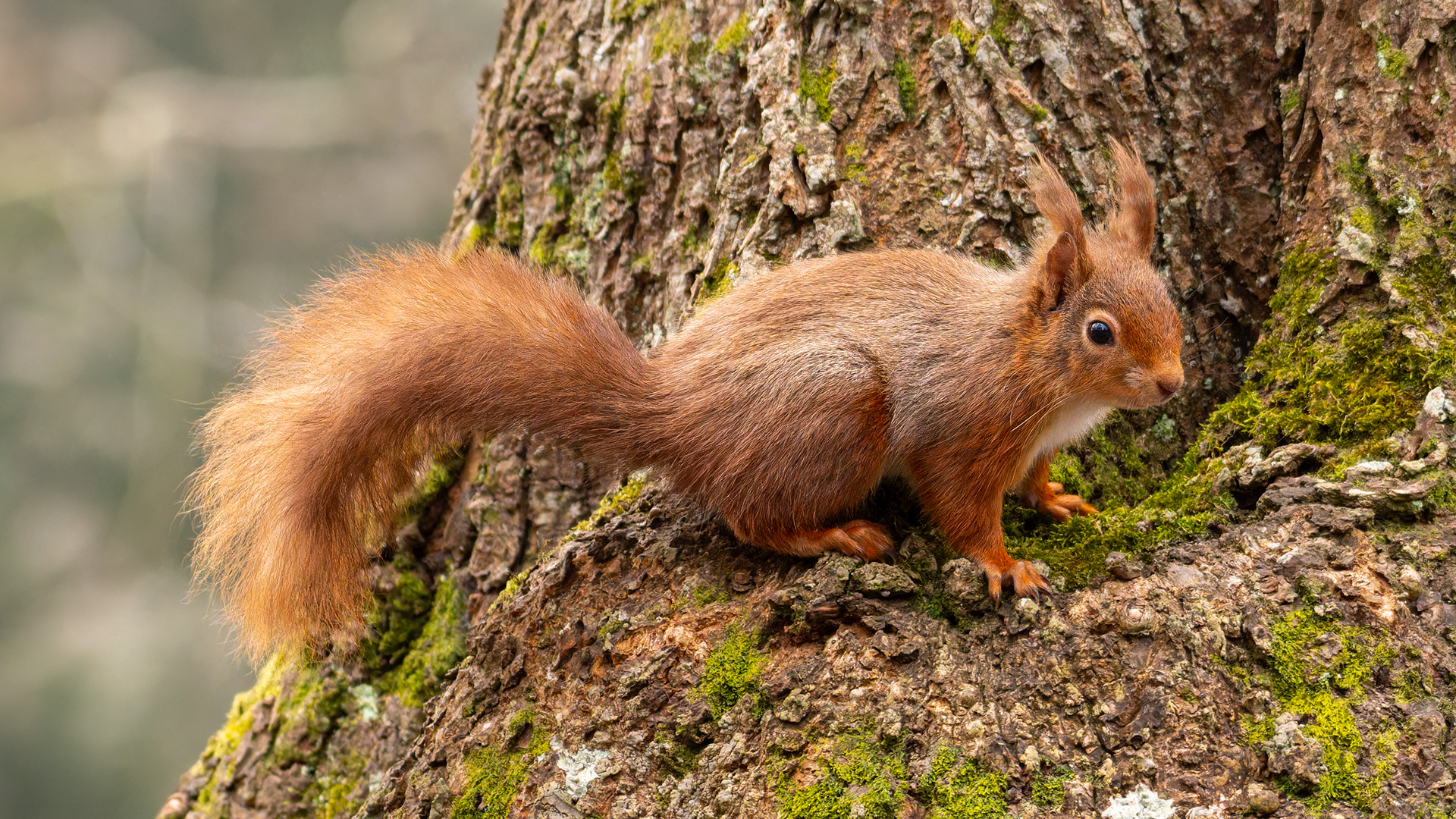 Red Squirrel