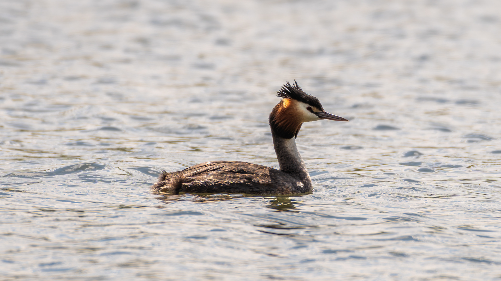 Great Crested Grebe