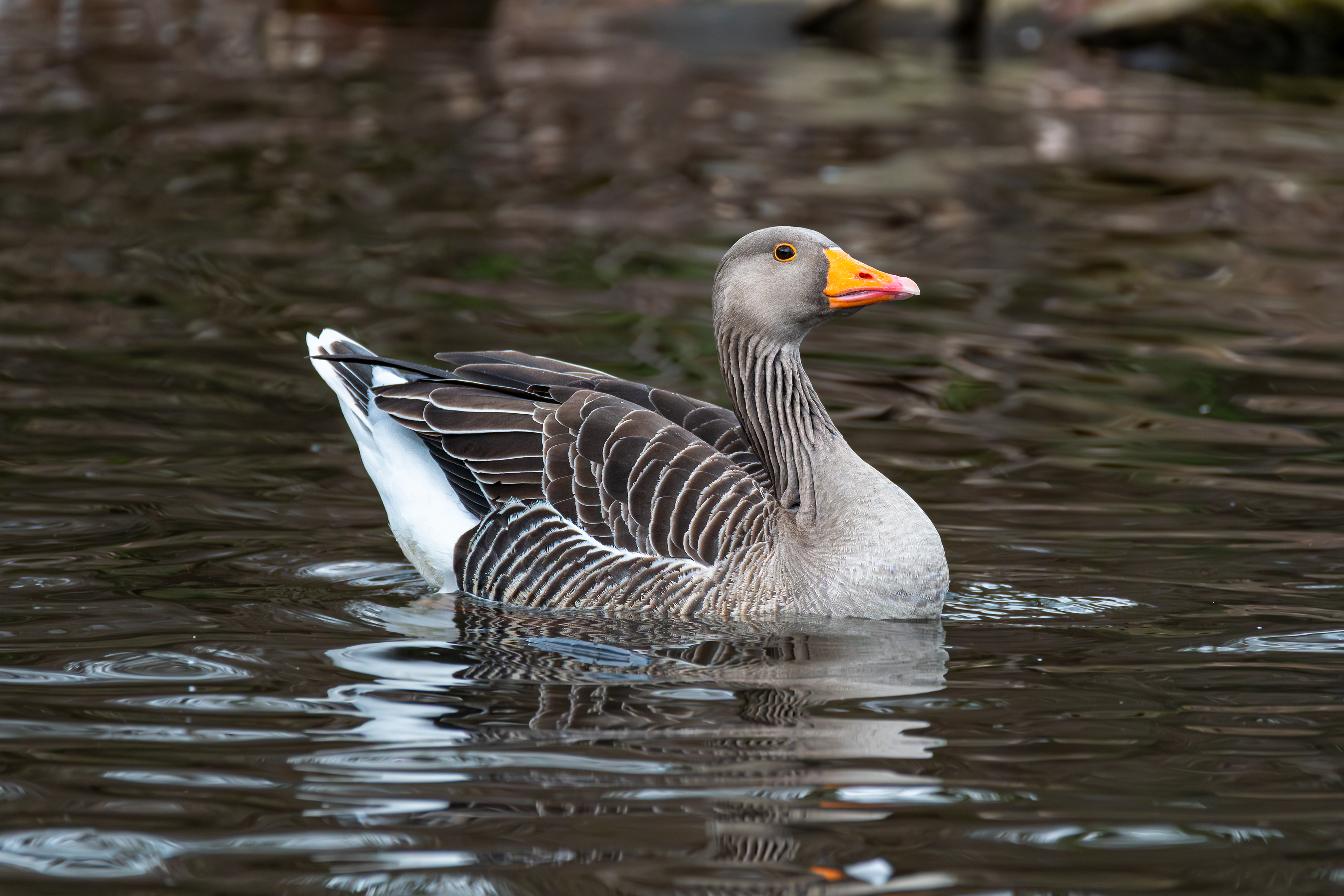 Greylag Goose
