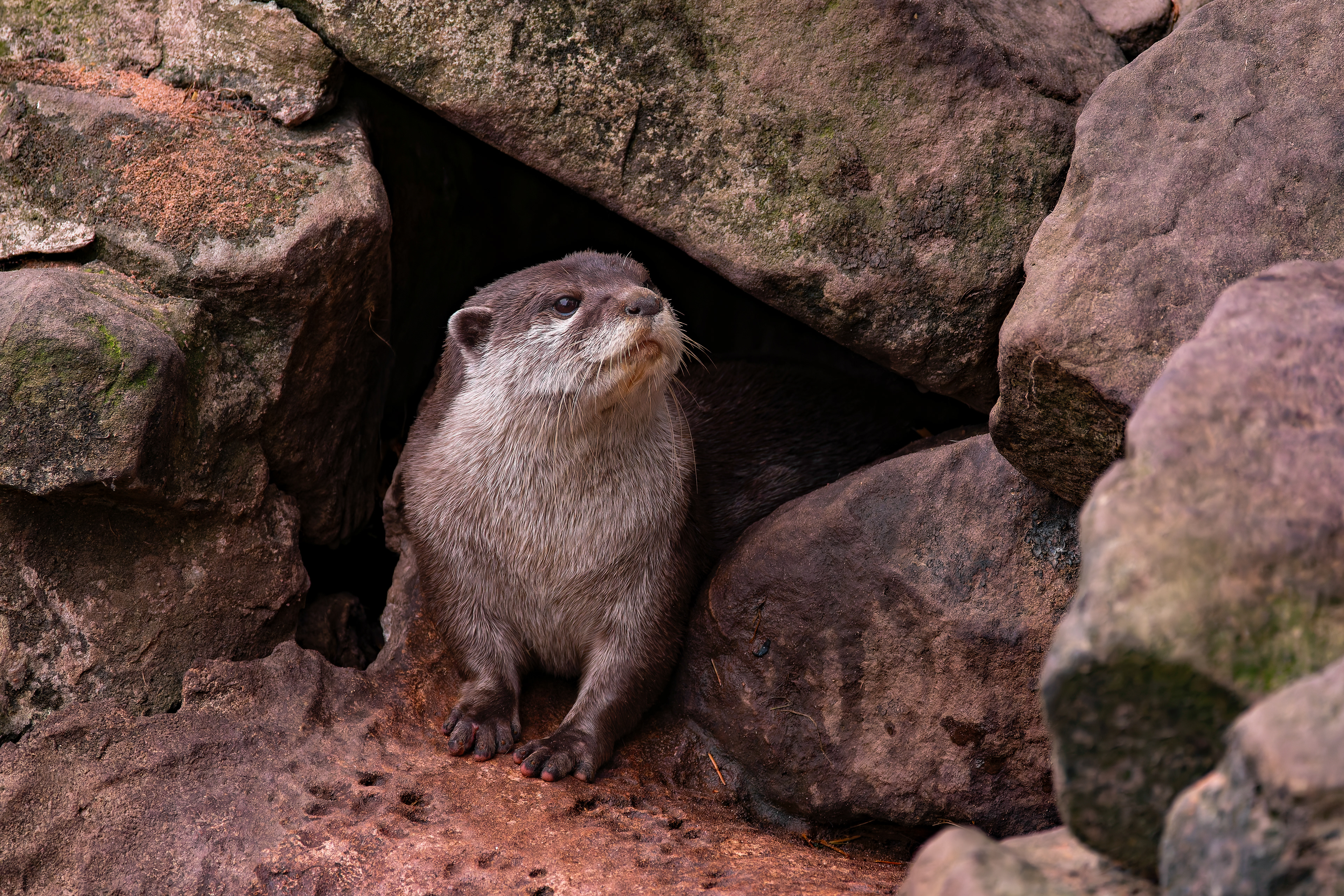 Clawed Otter
