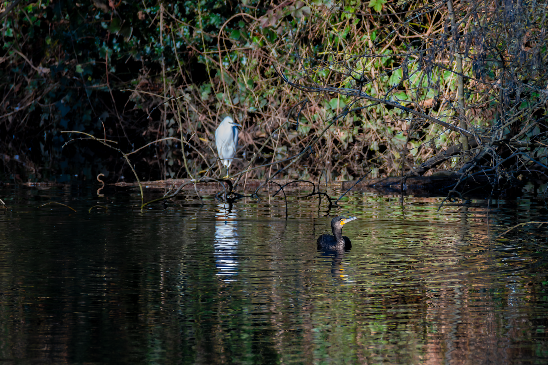 Little Egret & Great Cormorant