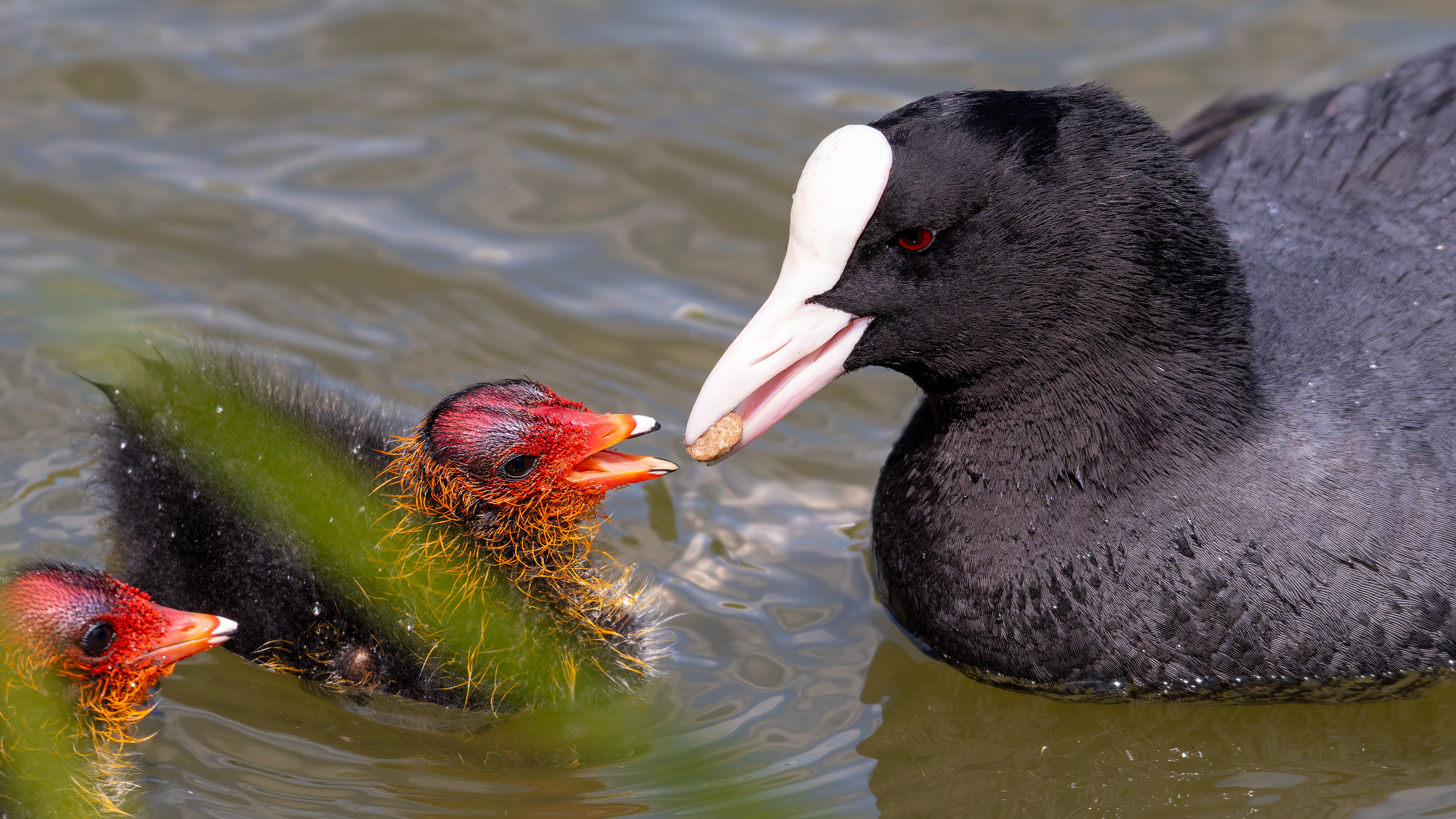 Eurasian Coot