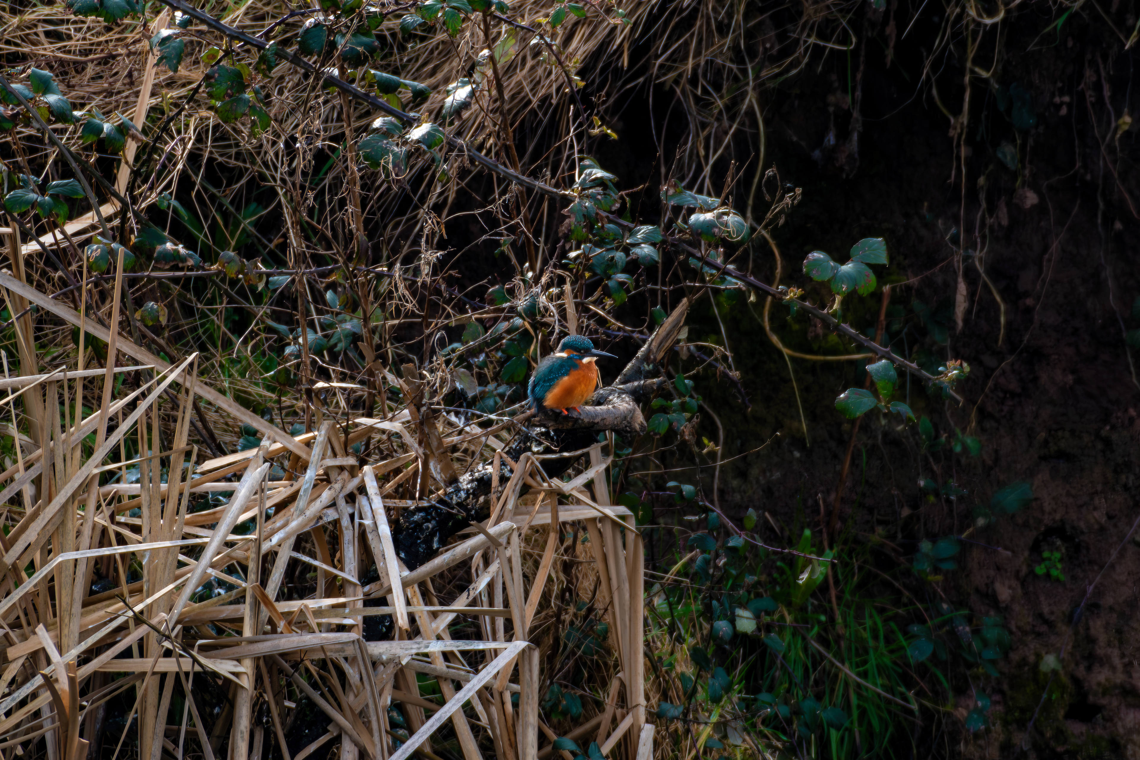 Common Kingfisher (Male)