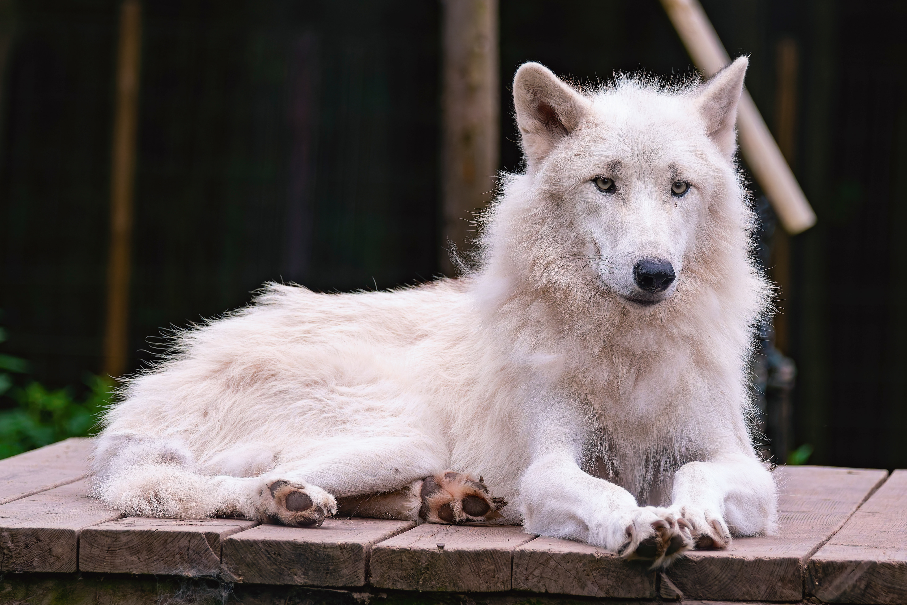 Arctic Fox