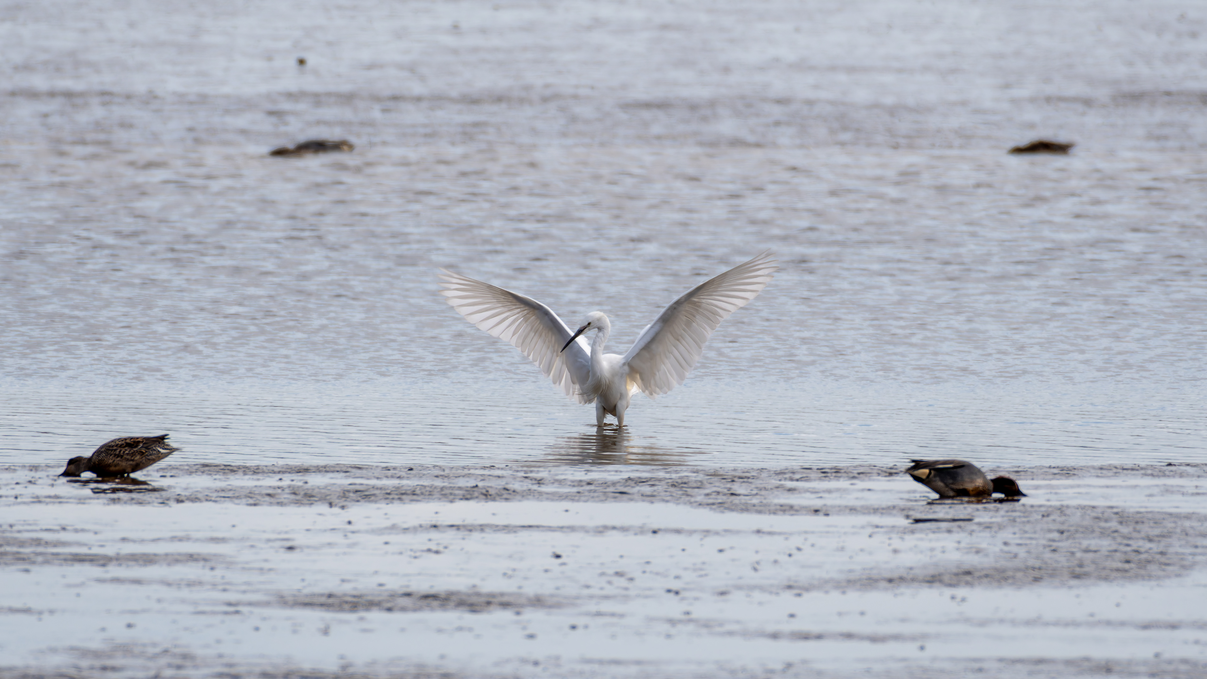 Little Egret