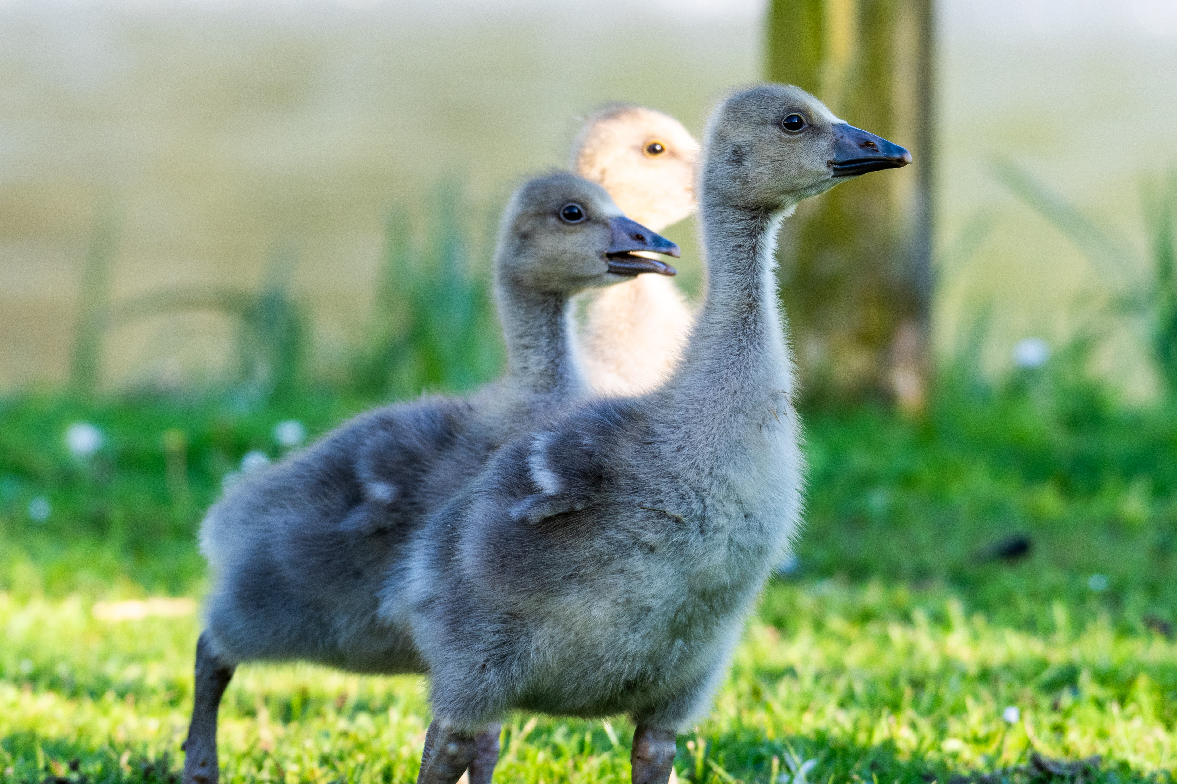 Greylag Goslings