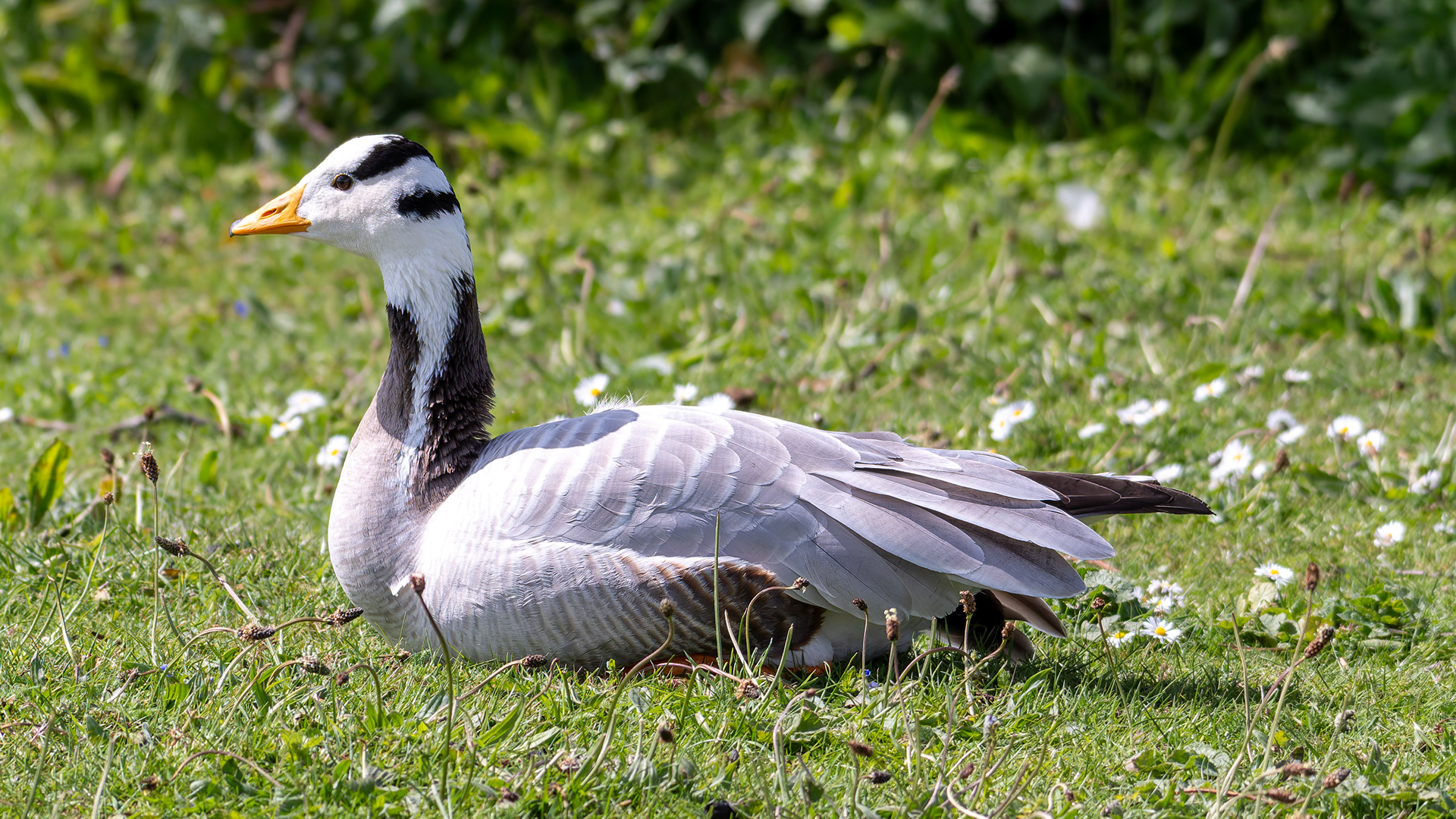 Bar-Headed Goose