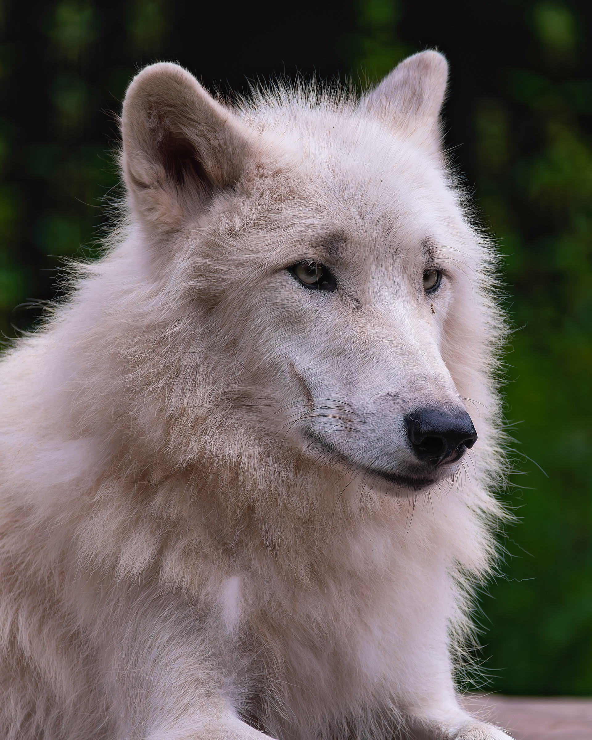 Arctic Fox