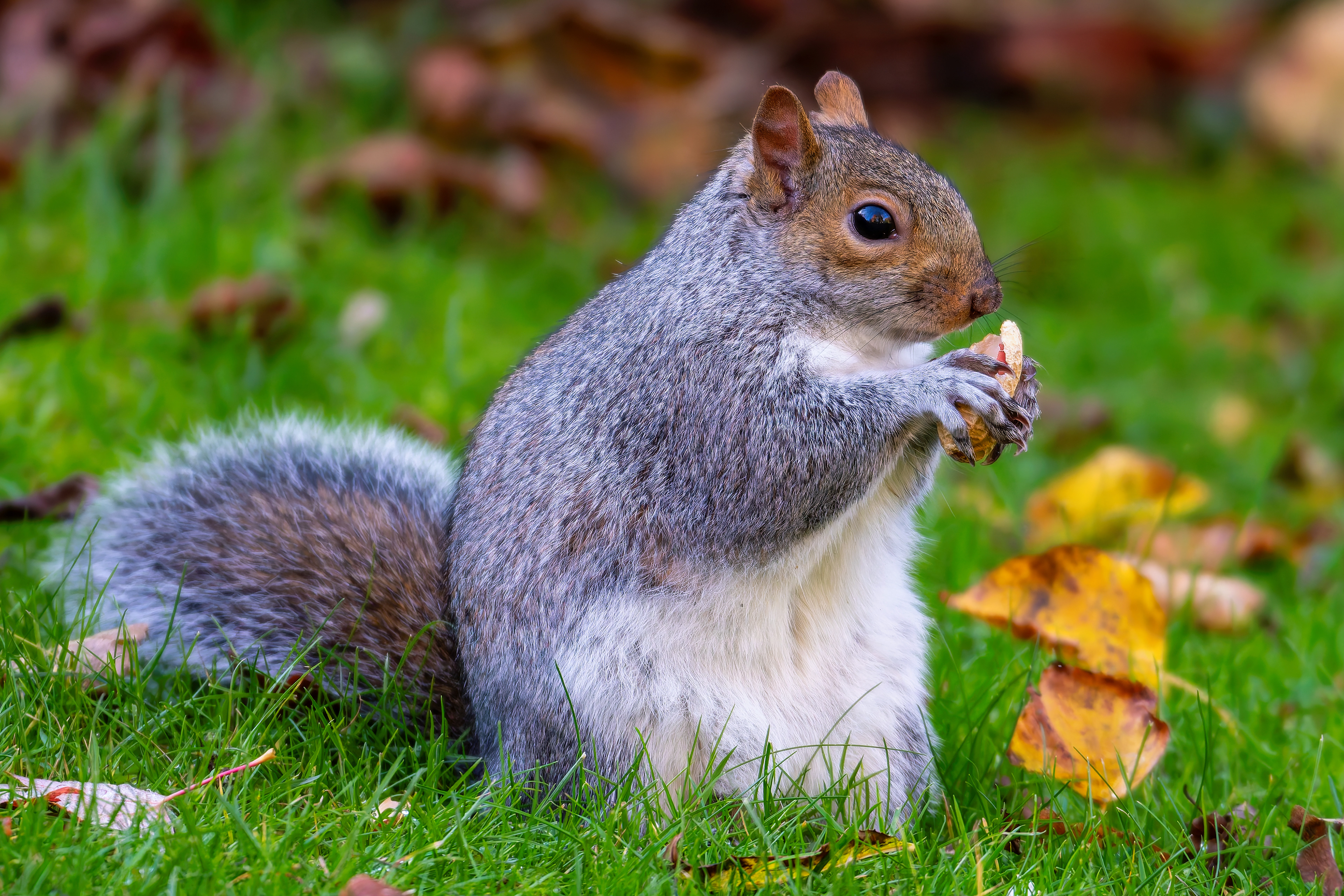 Grey Squirrel