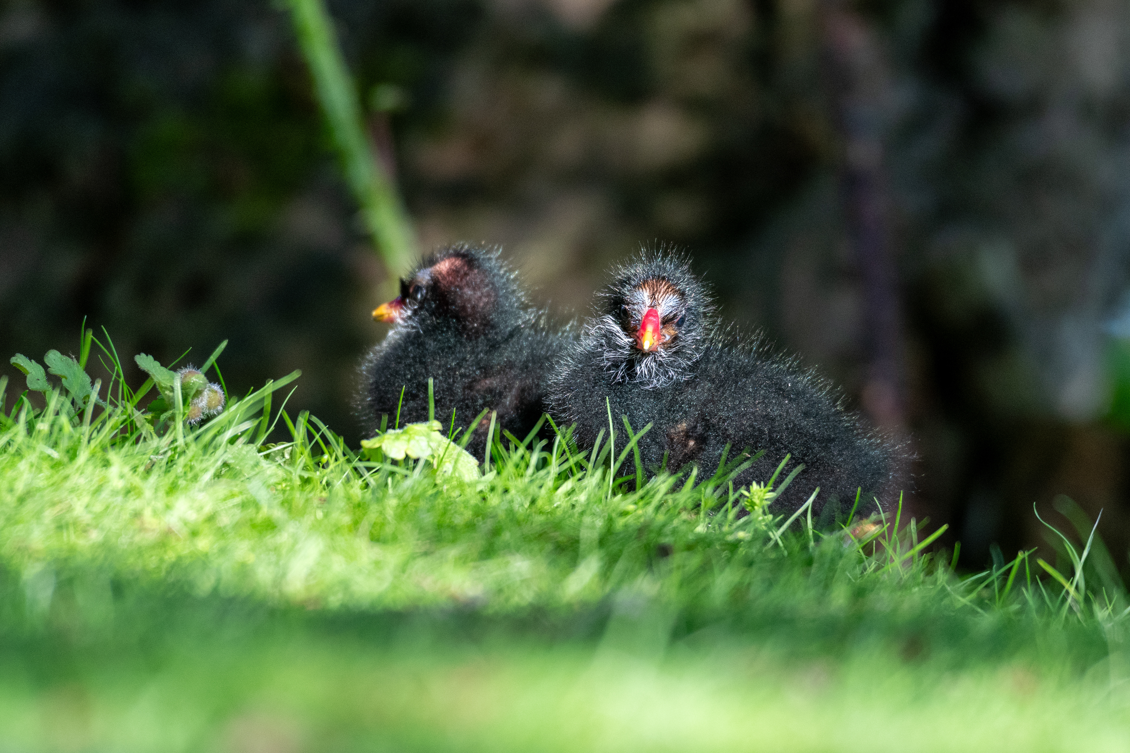Moorhen Chicks