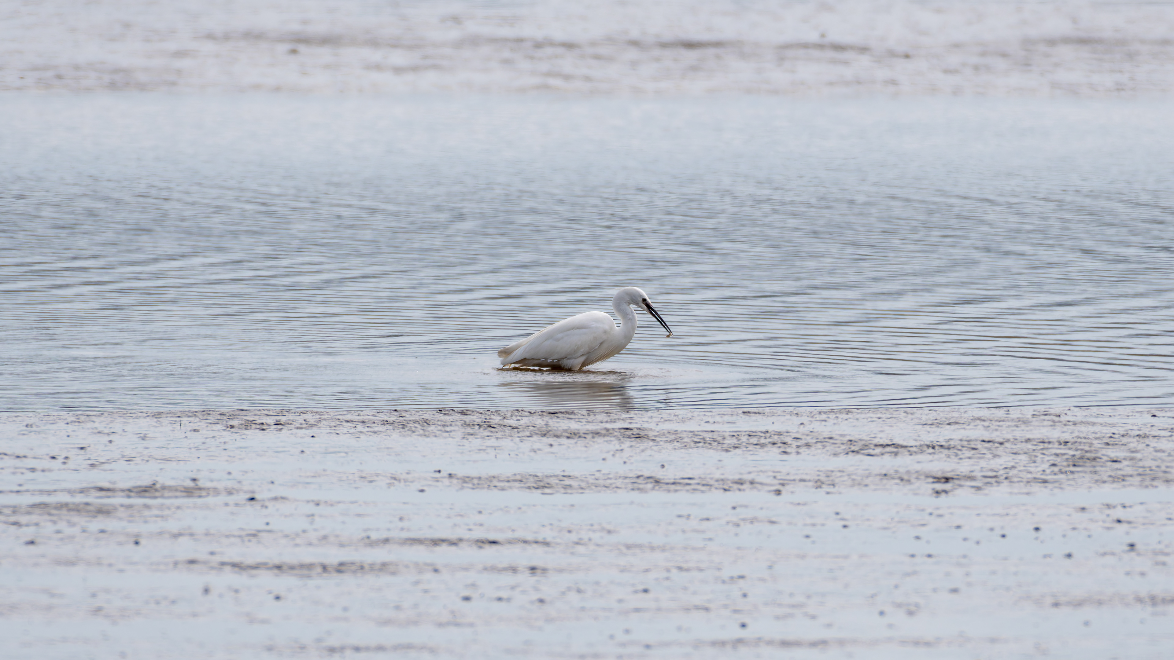 Little Egret