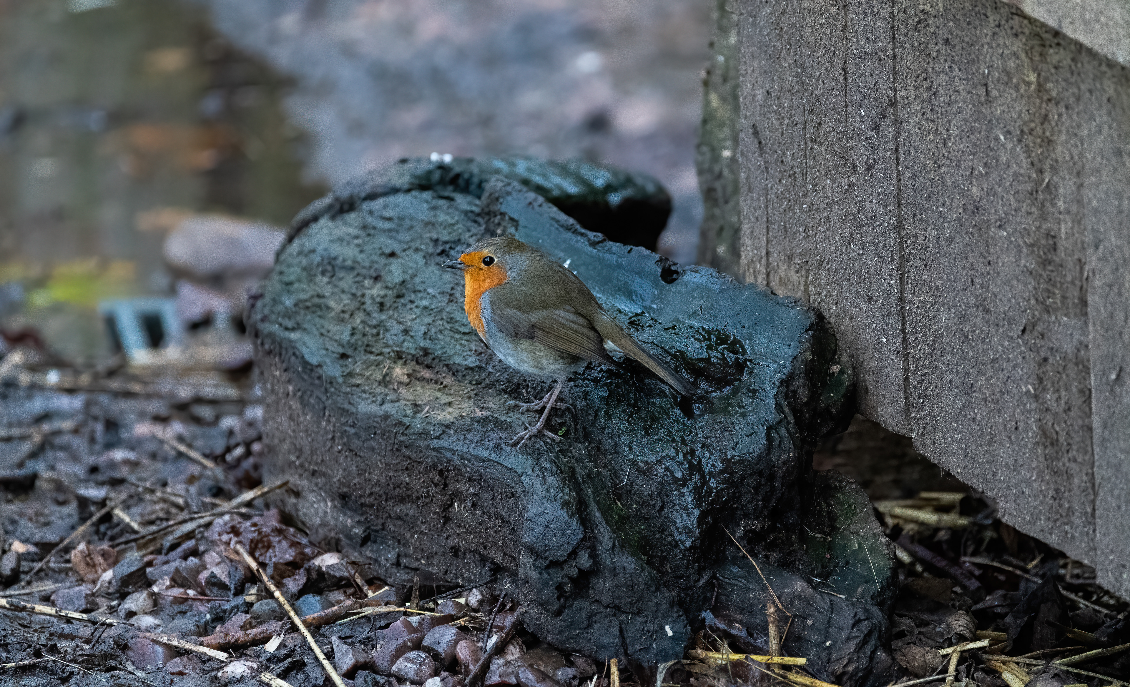Robin